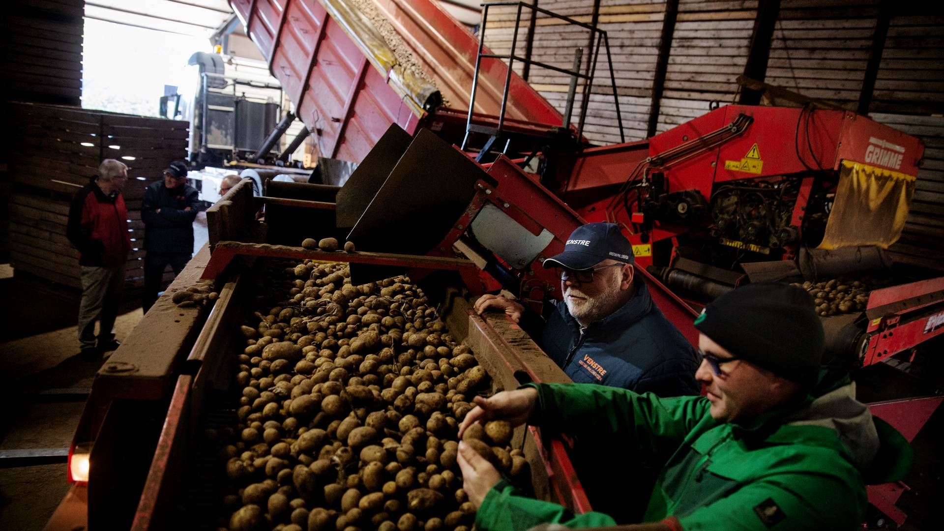 For at få en ny stivelsesfabrik i gang skal der etableres kontakt med kartoffelavlere i området. (Arkivfoto) | Foto: Martin Lehmann