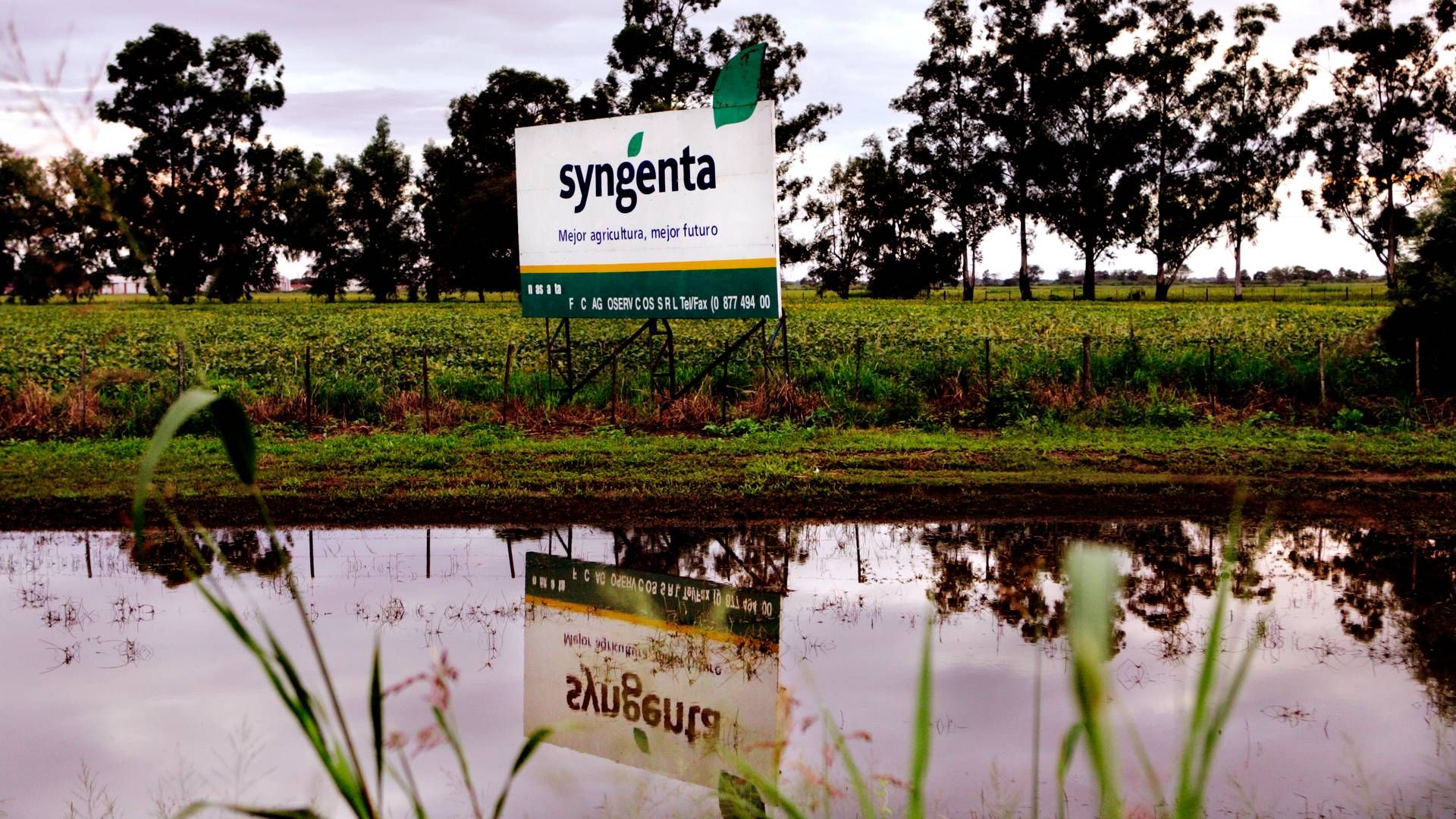Syngenta ejer lidt mere end 600 hektar jord i USA. | Foto: Thomas Borberg