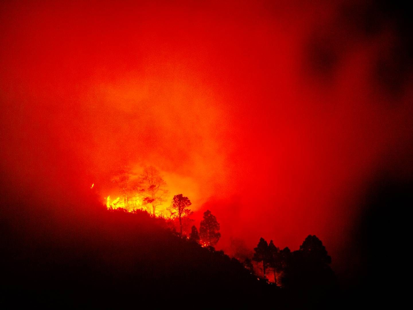 26.000 personer blev sendt på flugt, herunder mange turister, da der udbrød voldsomme skovbrande på Tenerife i august 2023. | Foto: Martin Lehmann