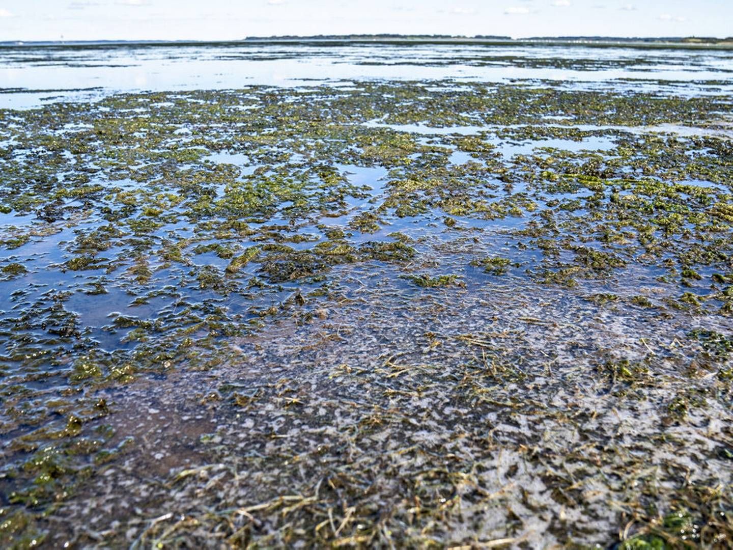 Iltsvind i de danske vandmiljøer er, i hvert fald til dels, forårsaget af gødningsstoffer, der løber fra marker og ud i vandet. | Foto: Henning Bagger/ritzau Scanpix