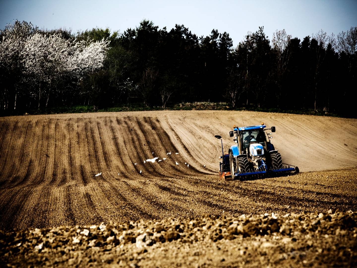 Der mangler stadig erfaring med at dyrke en række proteinbaserede afgrøder i Danmark. | Foto: Lærke Posselt
