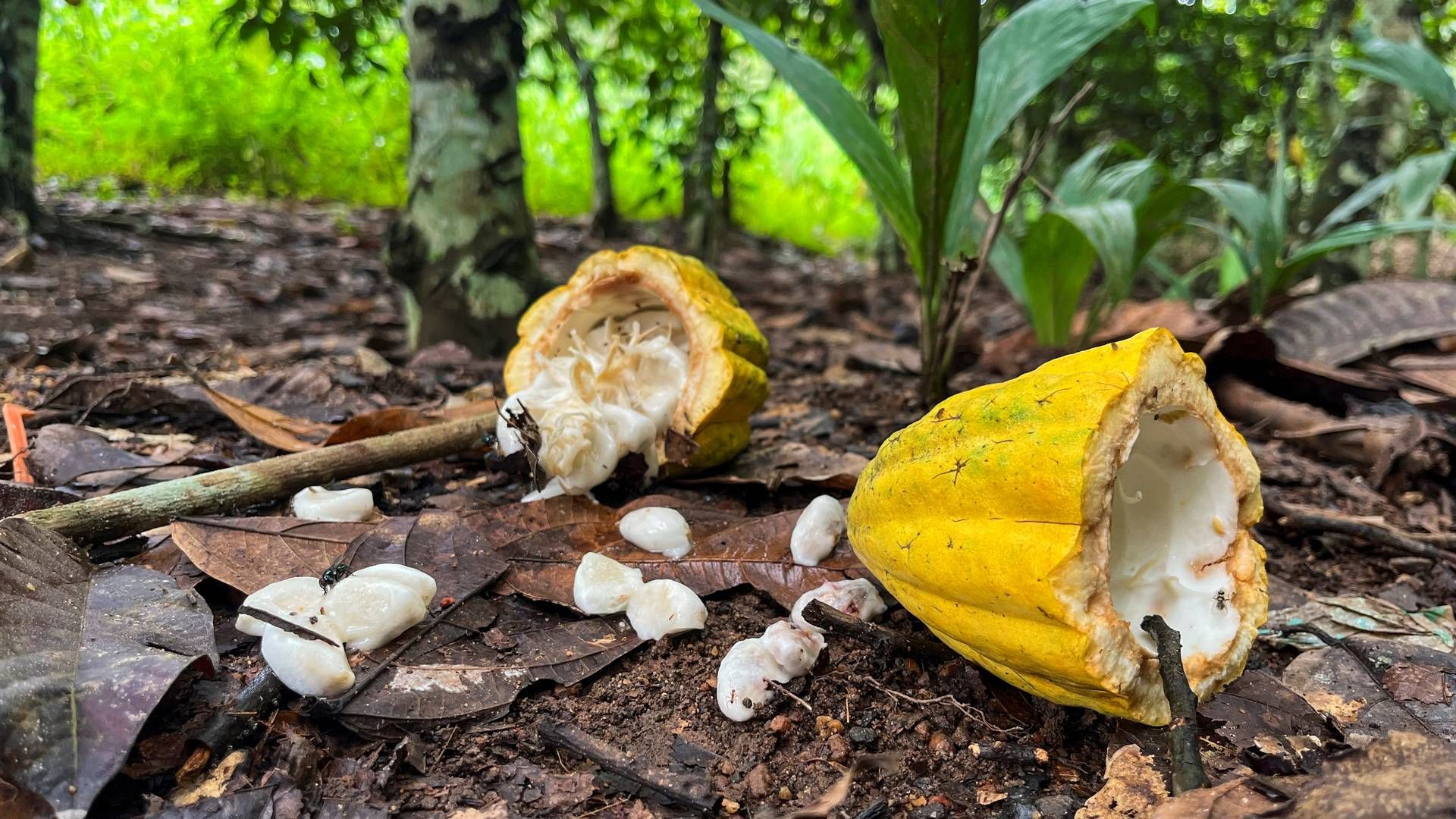 EU har stemt for at indskærpe reglerne for virksomheder, der gør brug af tvangsarbejde i f.eks. kakaoproduktion. Foto: Ange Aboa/Reuters/Ritzau Scanpix