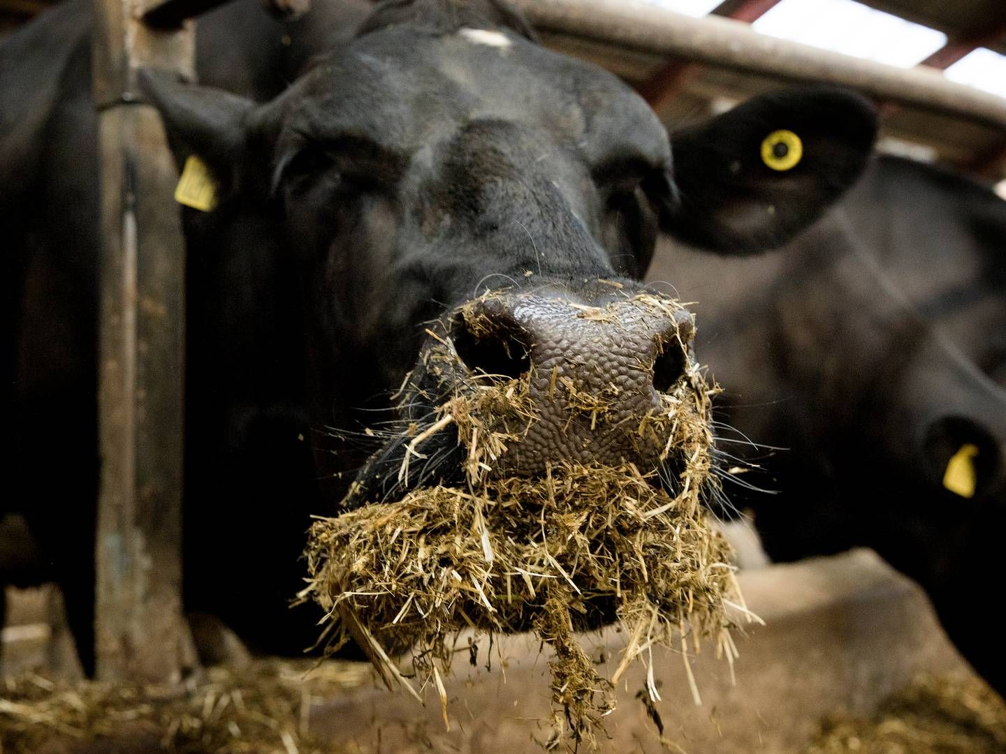 De danske mælkeproducenter har været flittigst med at køre klima-point hjem. | Foto: Finn Frandsen