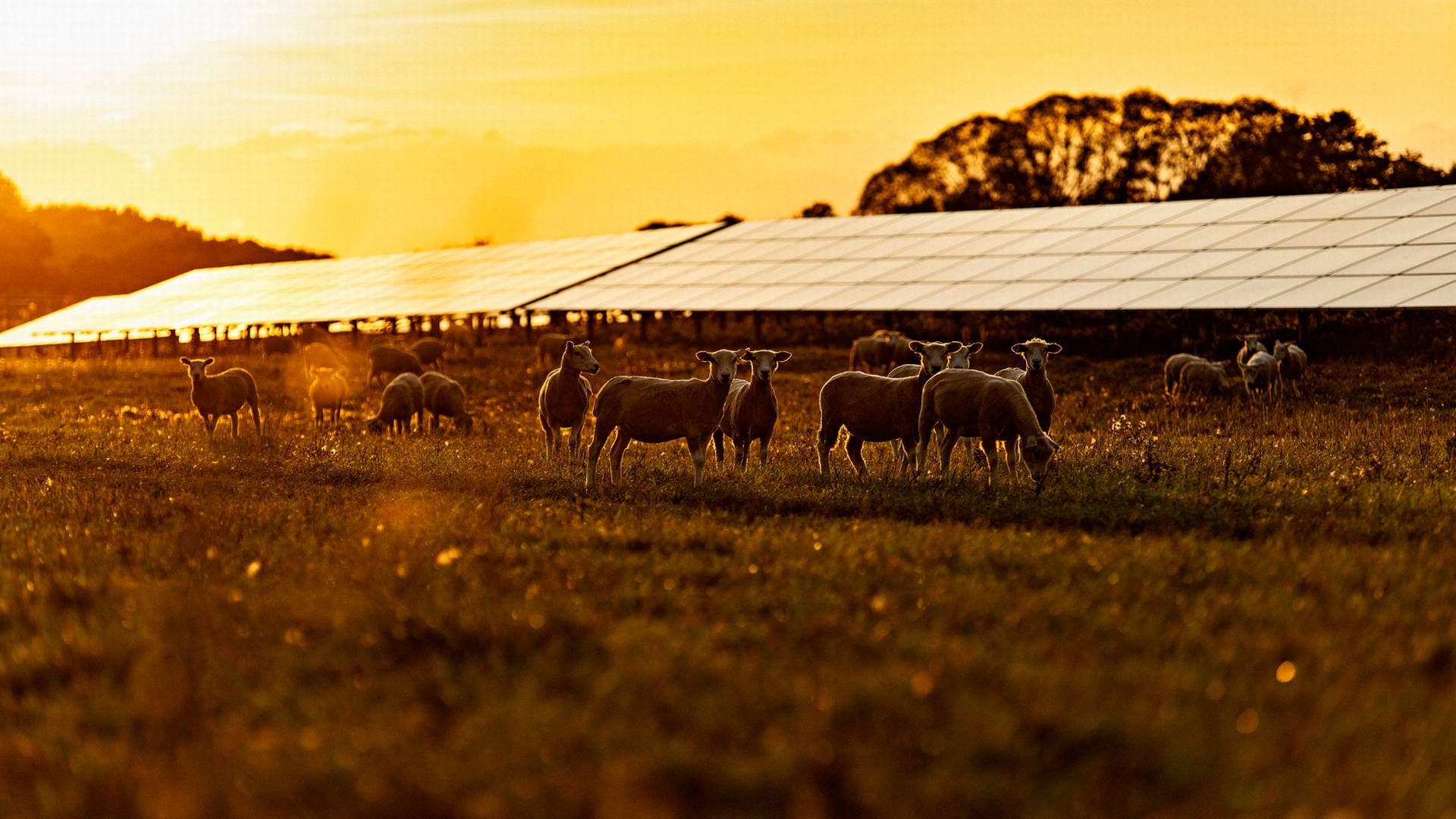 Der er allerede nu indgået kontrakter på strømmen fra den 55 hektar store solcellepark ved Hoby. | Foto: Better Energy / Pr