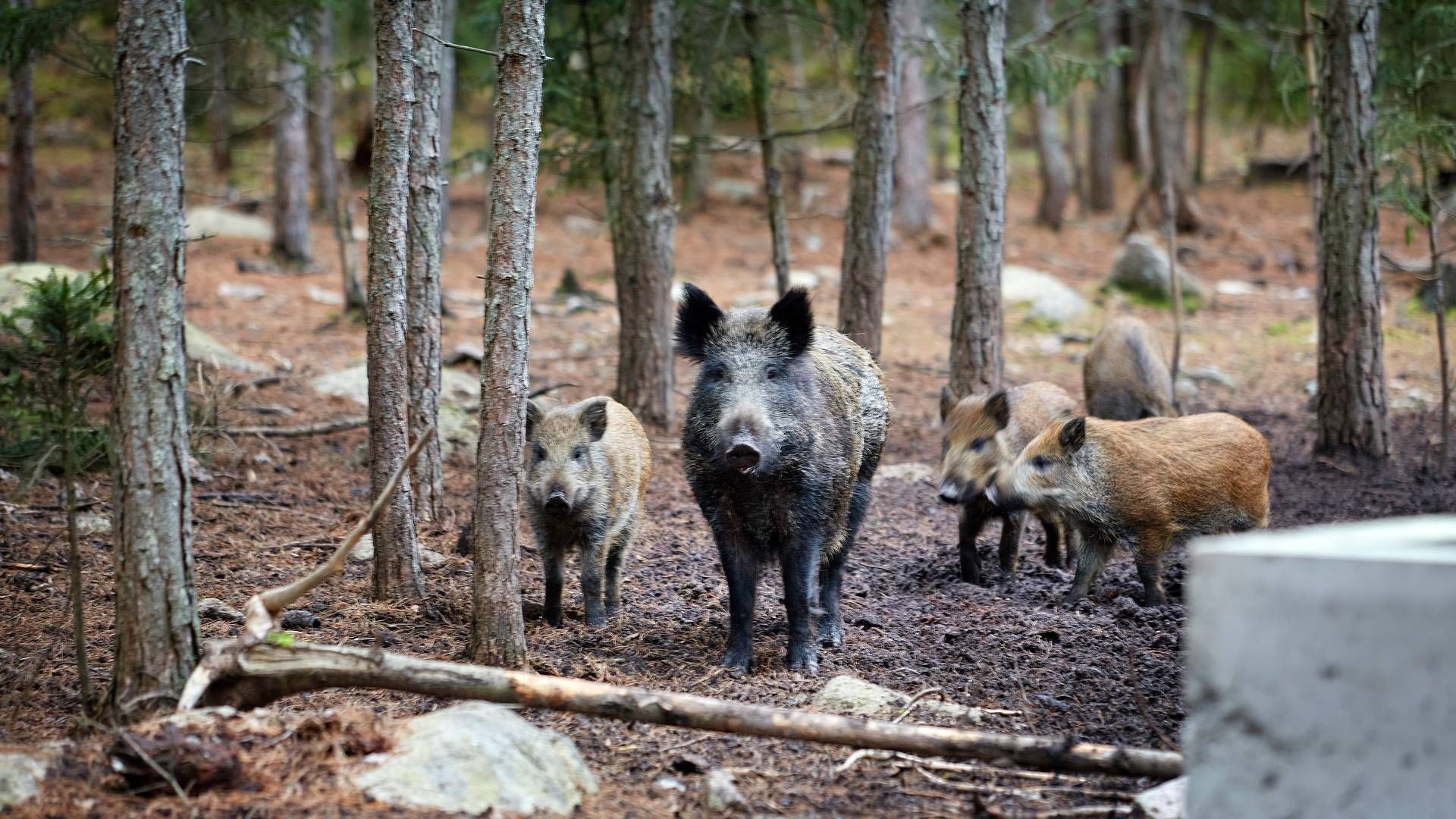 Afrikansk svinepest blev konstateret i Sverige i september. | Foto: Morten Langkilde