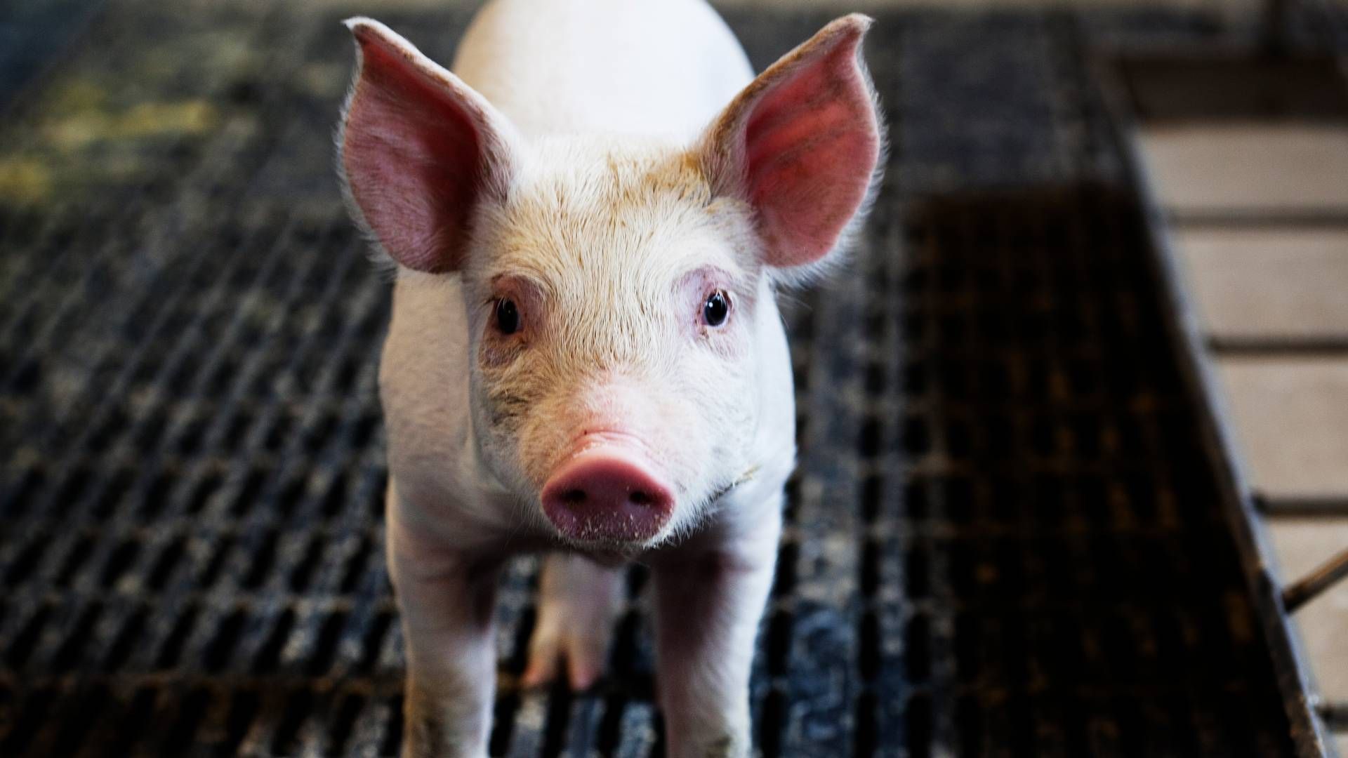 Det seneste år har flere kinesiske svineproducenter set prisen på svin falde grundet øget svineproduktion. | Foto: Landbrug&fødevarer / Pr