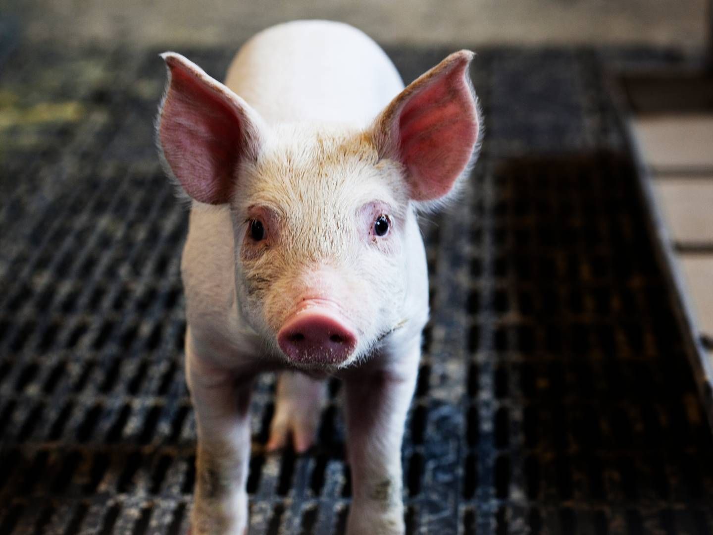Det seneste år har flere kinesiske svineproducenter set prisen på svin falde grundet øget svineproduktion. | Foto: Landbrug&fødevarer / Pr