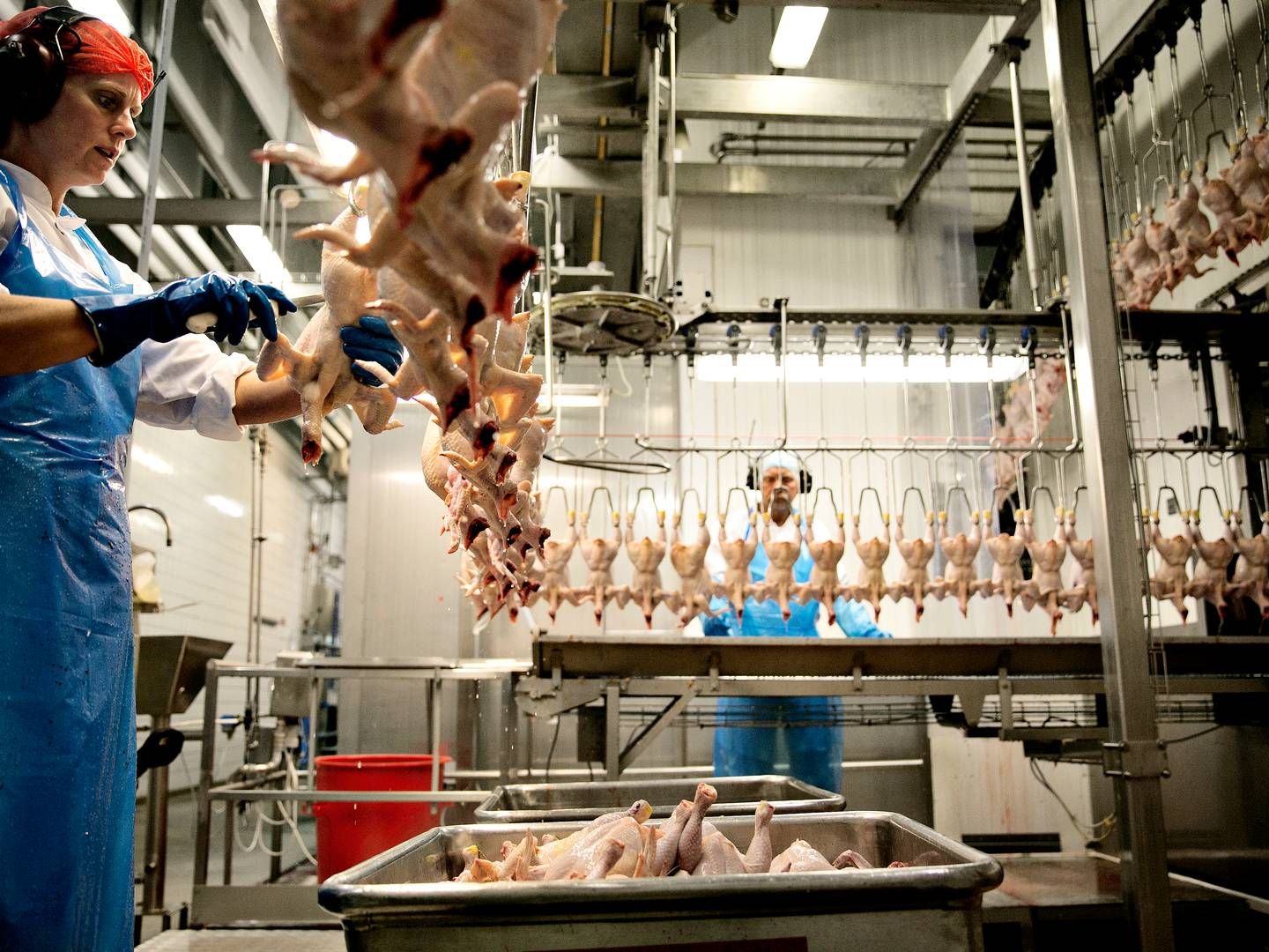 ”Jo mere billig kød, der kommer ind fra andre lande, jo mere presses priserne," lyder det fra chefkonsulent i Landbrug & Fødevarer, Stig Munch Larsen. | Foto: Joachim Adrian