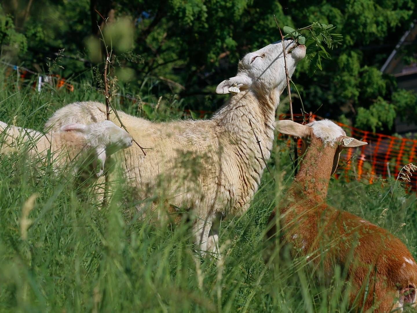 Australiens krav i forhold til landbruget stemmer ikke overens med EU's ønsker for en frihandelsaftale. (Arkivfoto) | Foto: Hunter Dyke/AP/Ritzau Scanpix