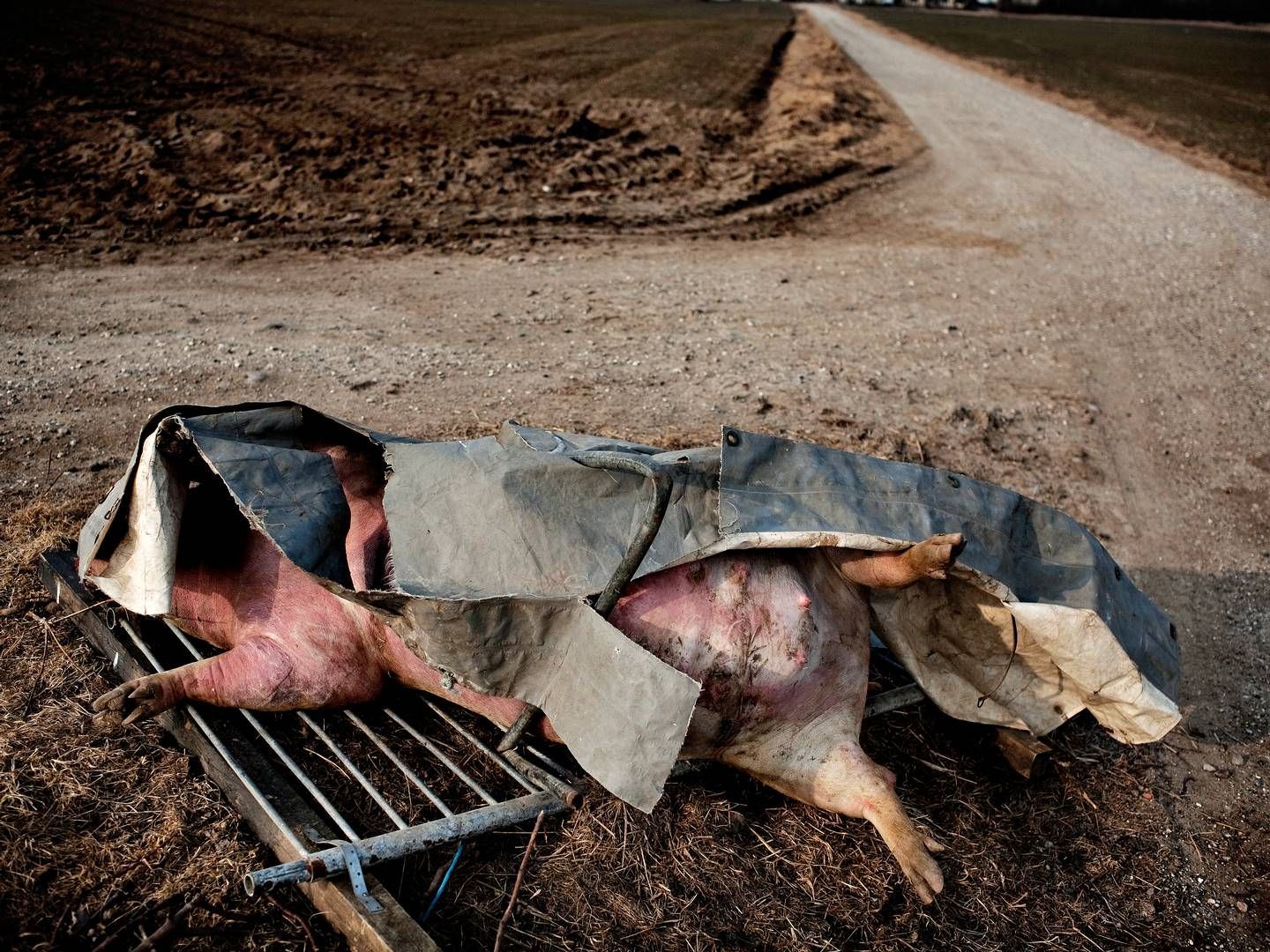 Færre grise og køer til afhentning per stop har betydet, at Daka per 1. oktober har måttet hæve sine priser. | Foto: Martin Lehmann