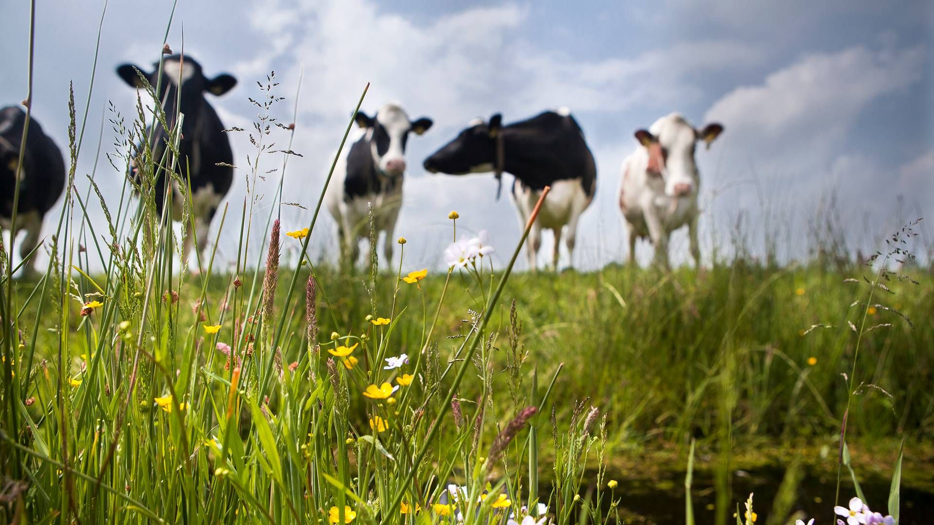 Mælkeprisen for de konventionelle producenter har hele året været stigende hos Frieslandcampina. | Foto: Frieslandcampina/ Pr