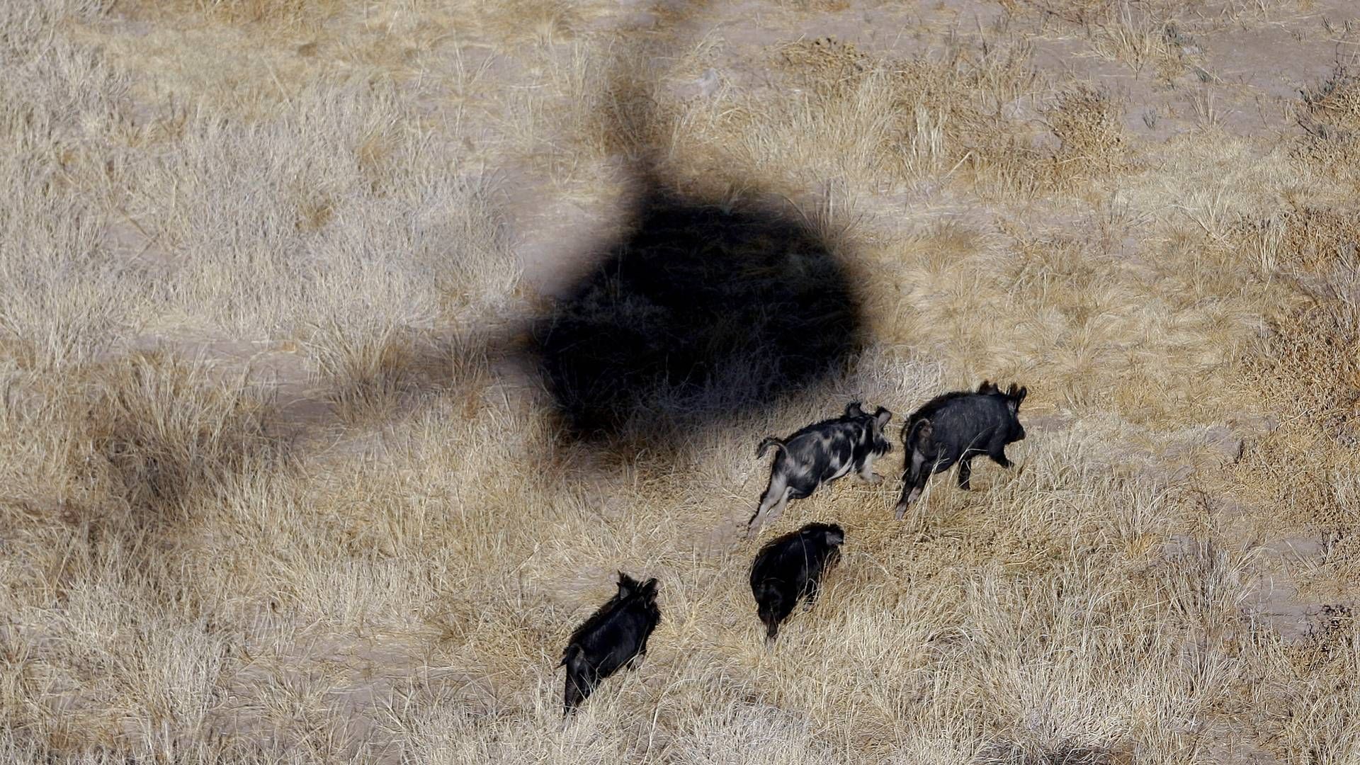 I USA har man tidligere gjort brug af muligheden for at skyde vildsvin fra f.eks. en helikopter. (Arkivfoto)