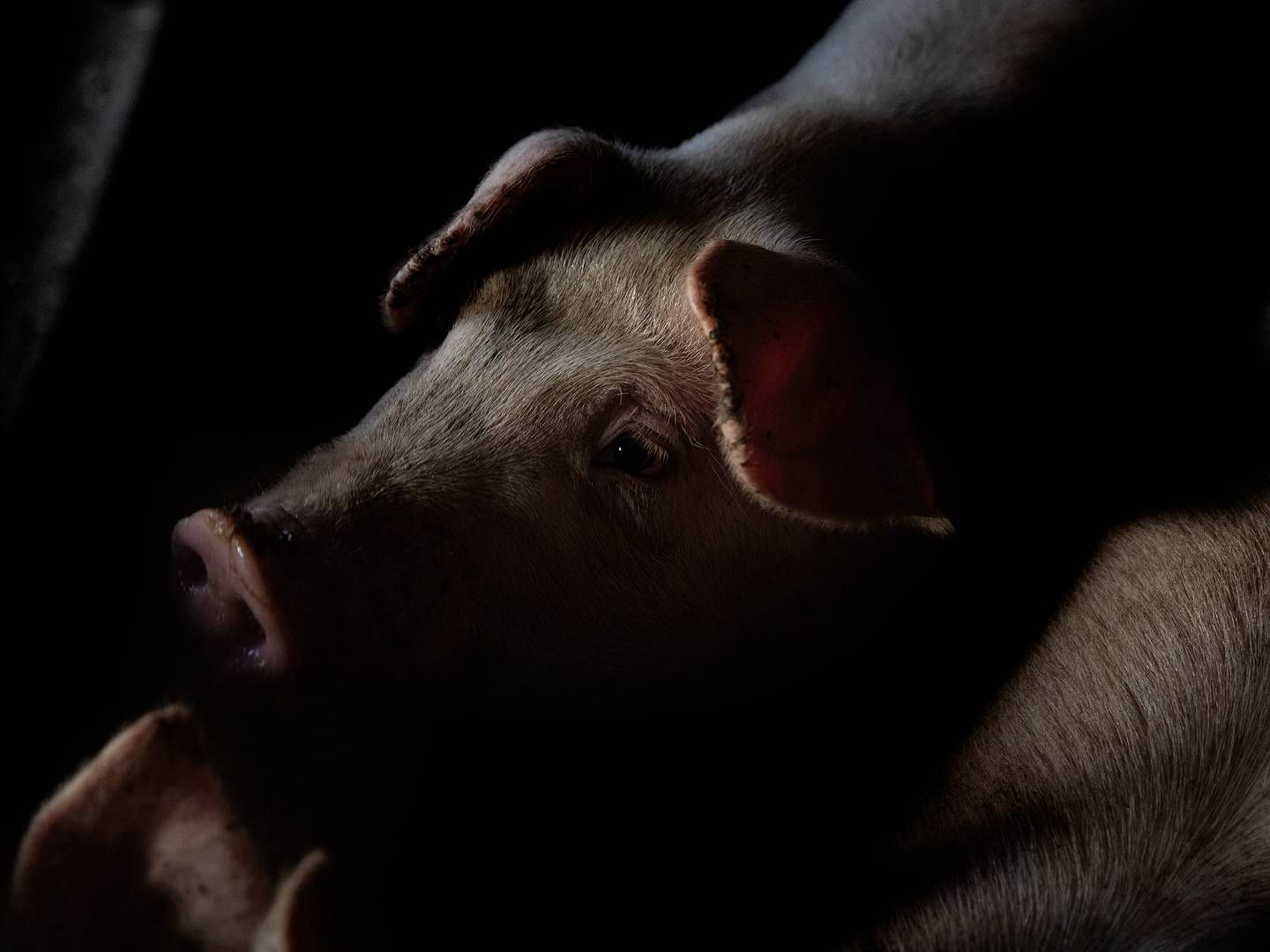 Udsigterne for kinesisk svineproduktion i de kommende år er mørke, mener analytiker Palle Jakobsen fra Agrocom. | Foto: Peter Hove Olesen