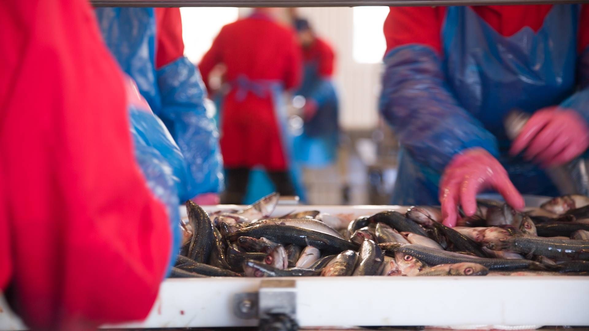 Werner Larsson Fiskeeksport producerer en række nicheprodukter af sild, makrel og brisling på havnen i Skagen. | Foto: Pr