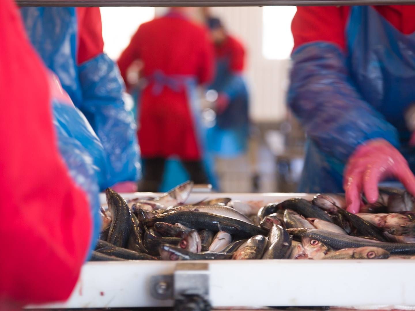 Werner Larsson Fiskeeksport producerer en række nicheprodukter af sild, makrel og brisling på havnen i Skagen. | Foto: Pr