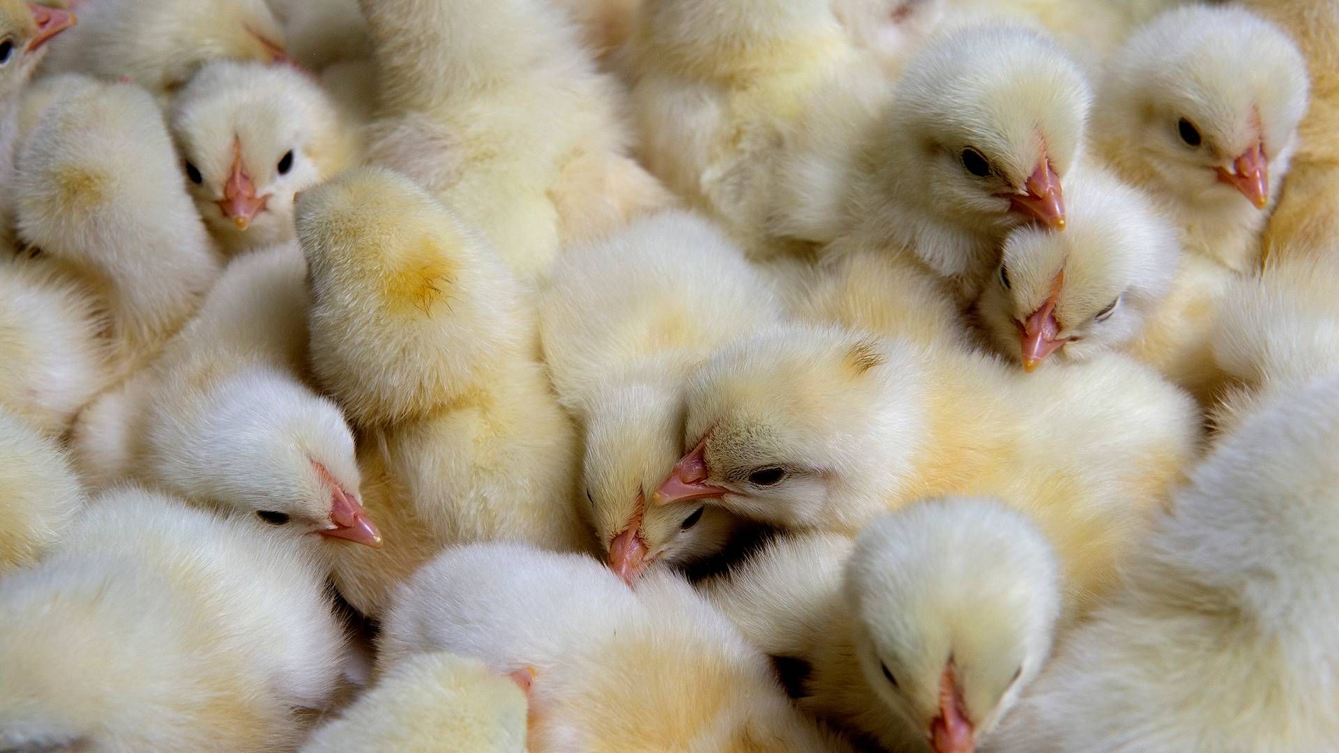 Arkansas er USA's tredjestørste producent af kyllingekød. | Foto: Carsten Andreasen