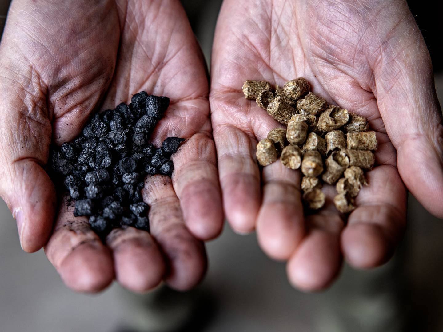 Biokul har potentiale til at binde store mængder CO2, der kan lagres i jorden. | Foto: Jacob Ehrbahn