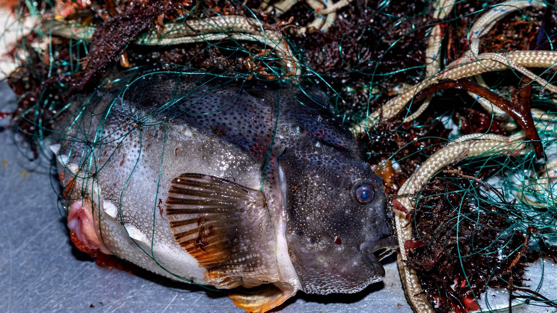 Forskere vil regulere fiskeriet af stenbideren. | Foto: Jacob Ehrbahn