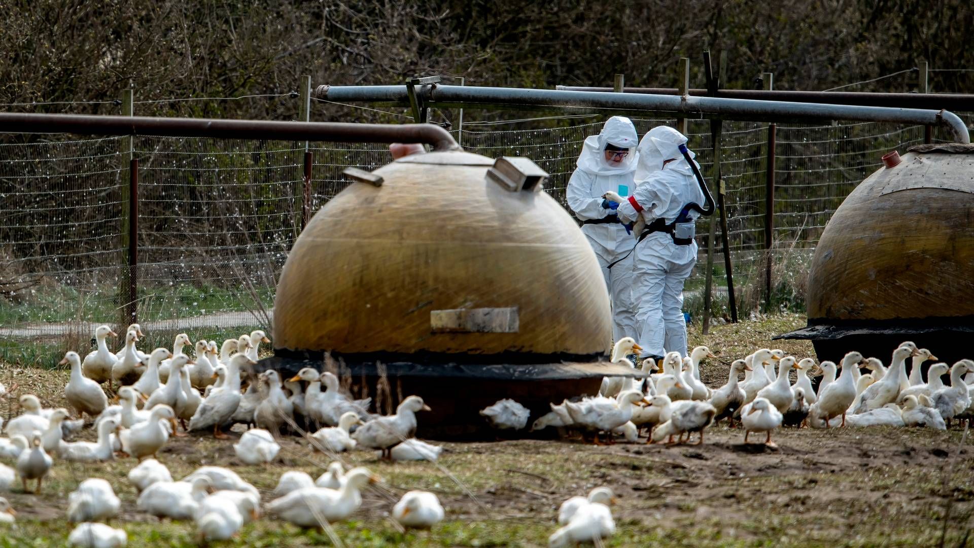 Søndag går myndighederne i gang med at aflive 2500 fjerkræ efter fund af fugleinfluenza i en besætning ved Alslev i Varde Kommune. | Foto: René Schütze