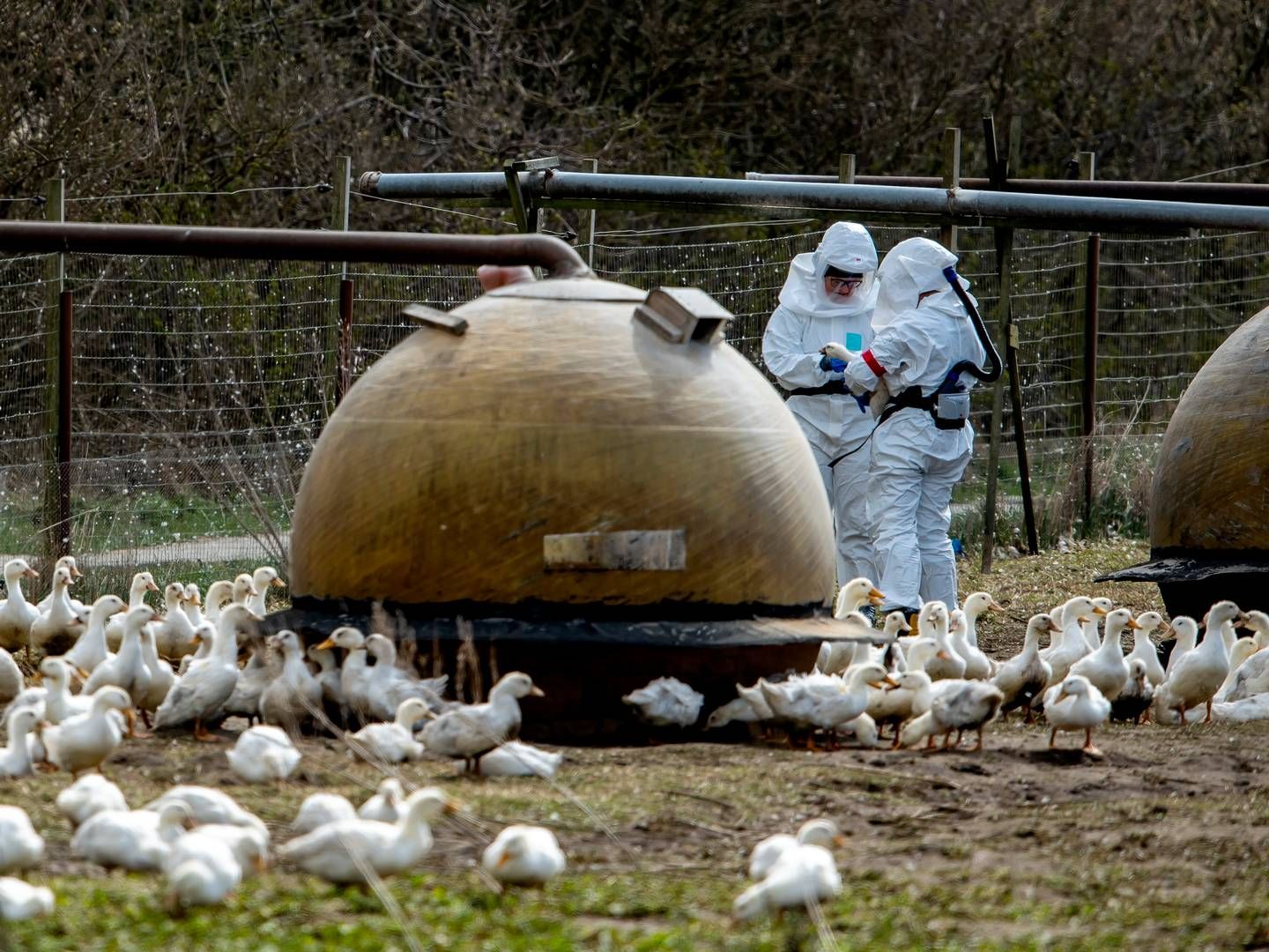 Søndag går myndighederne i gang med at aflive 2500 fjerkræ efter fund af fugleinfluenza i en besætning ved Alslev i Varde Kommune. | Foto: René Schütze