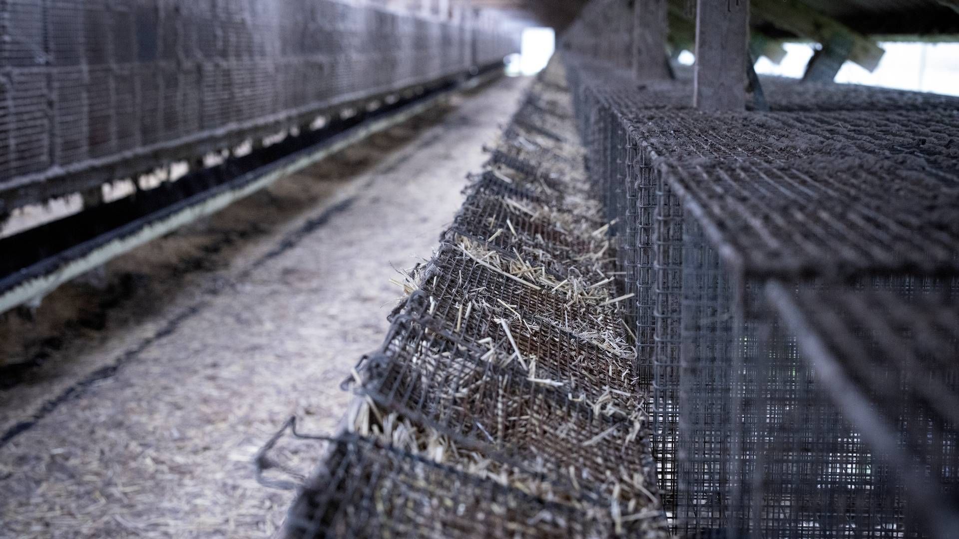 Indtil videre har 220 minkavlere søgt om at få revet deres farme ned. | Foto: Marius Renner