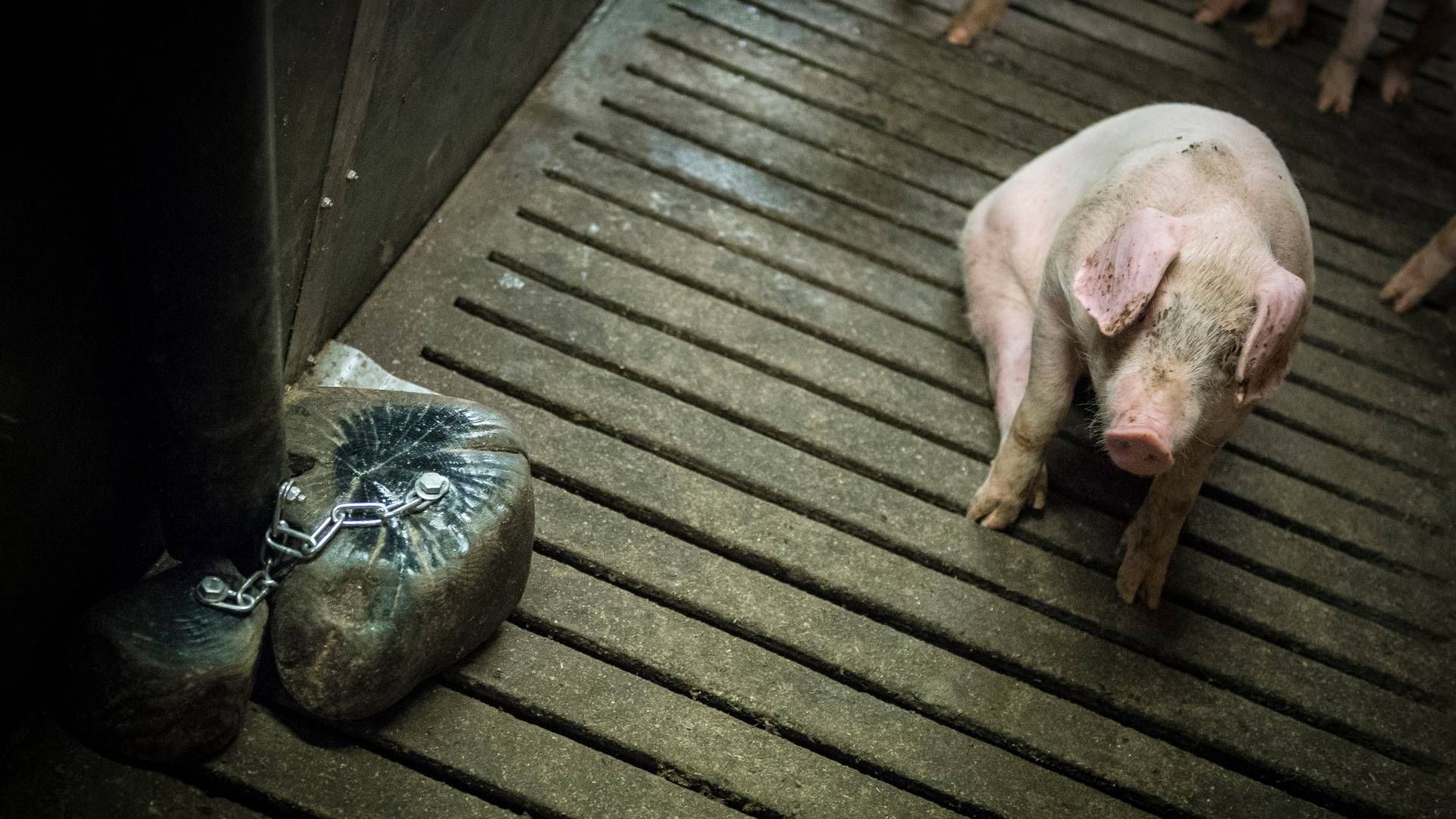 Det koster lige nu flere penge at producere en gris i USA, end producenterne kan få for dem. | Foto: Sebastian Buur Gunvald