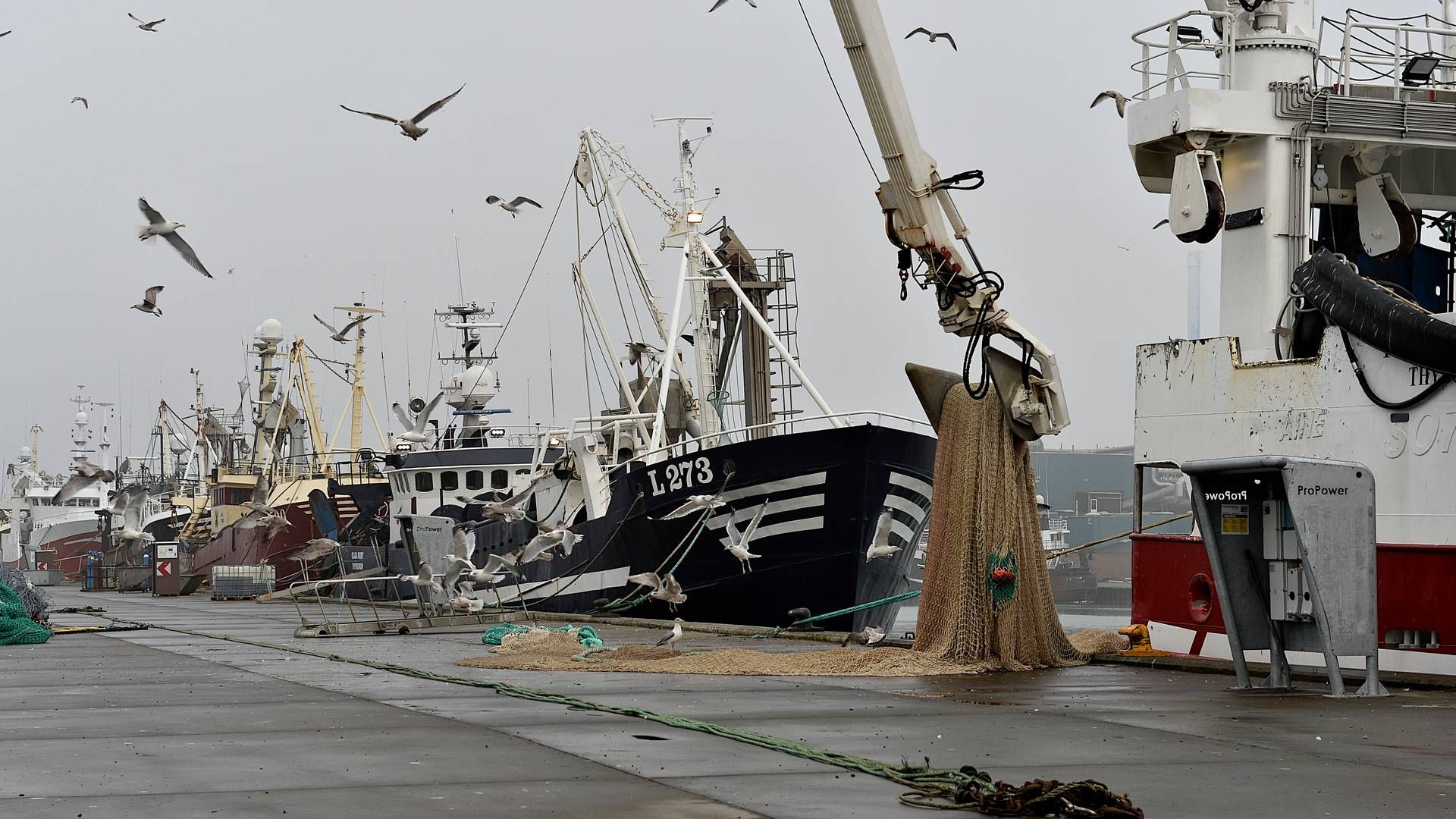 Fiskernes Forsikring finder sine kunder blandt aktører i fiskerierhvervet. | Foto: Ernst van Norde