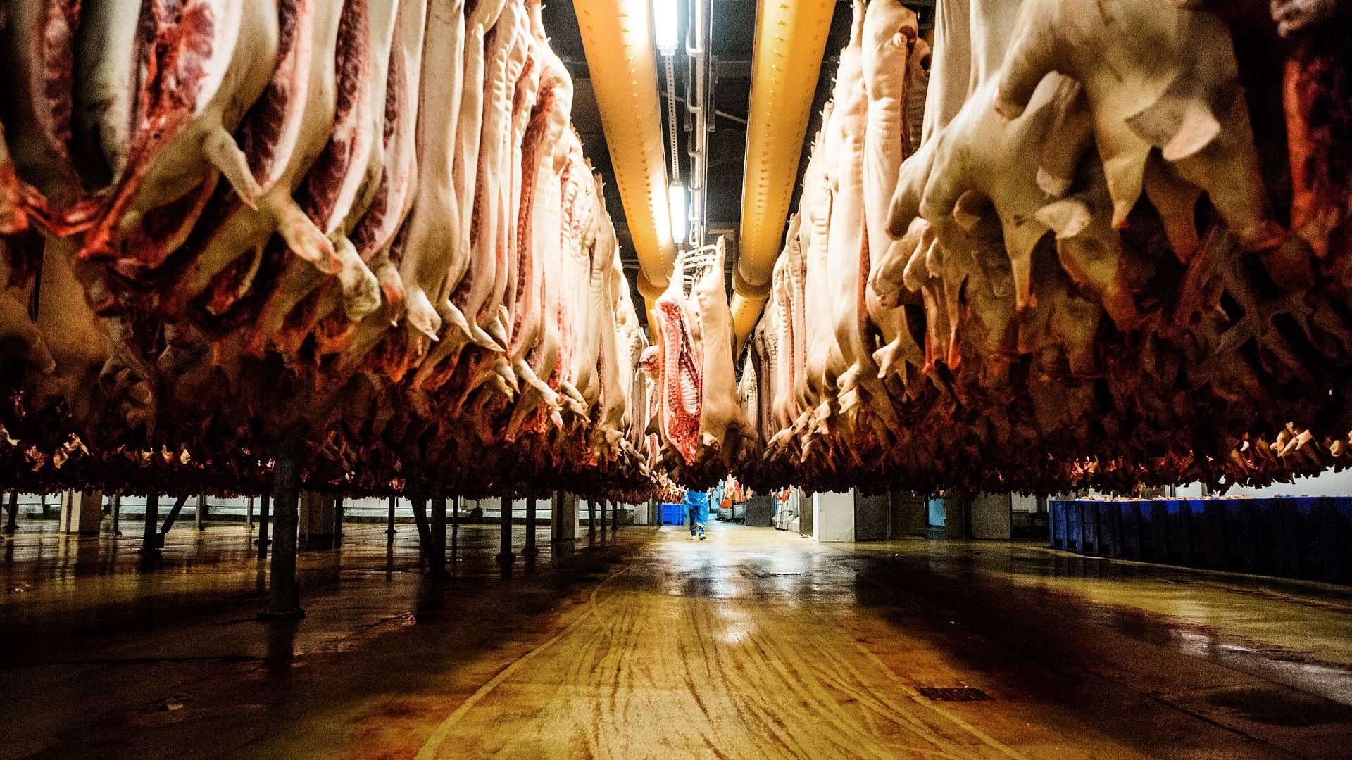 Prisen på grisen er nu 12,9 kr. per kg. | Foto: Janus Engel
