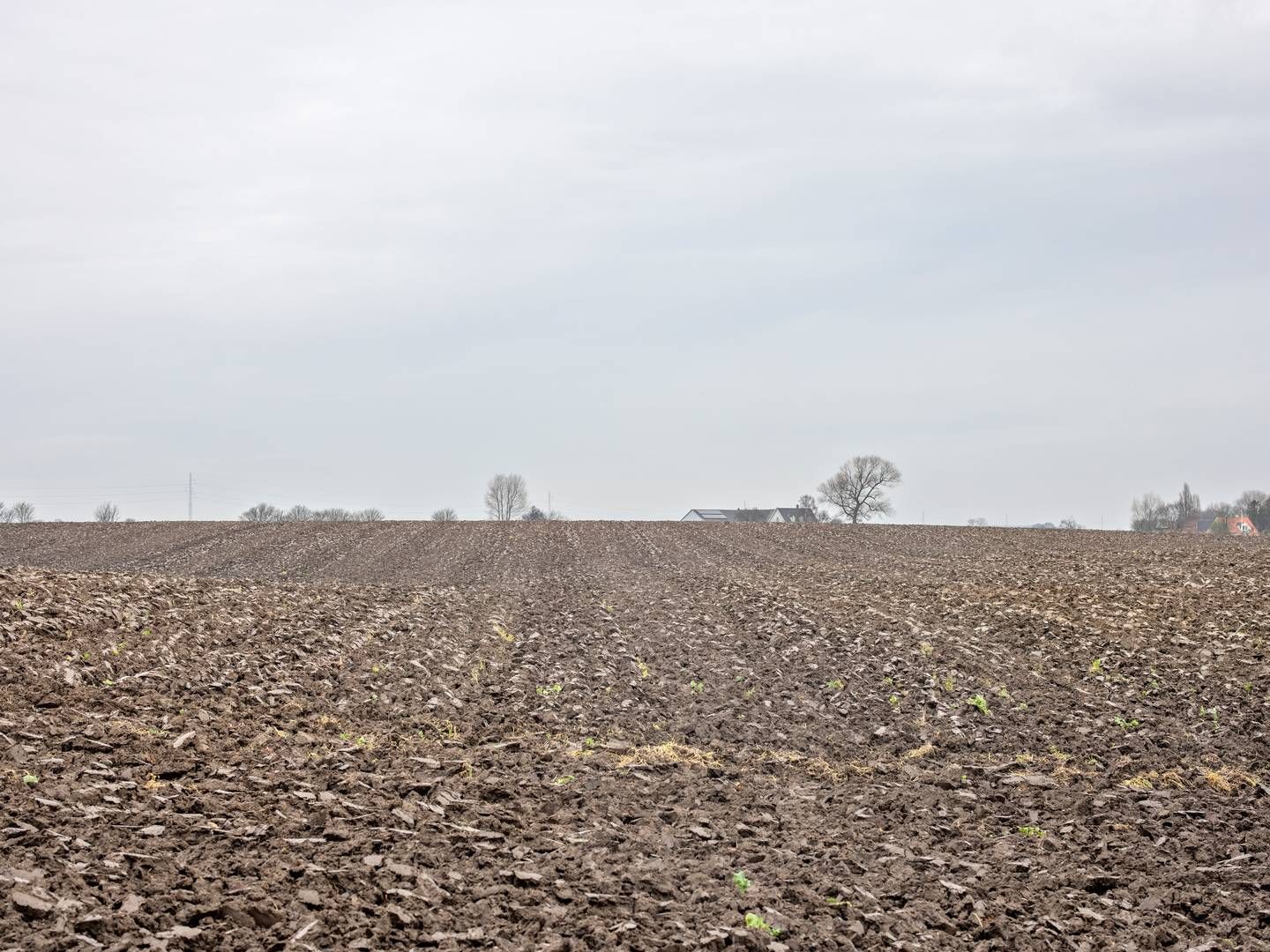 Landbrugsjord har skabt stabil indtjening for den tyske forretningsmand Rinnert de seneste år, viser regnskab. | Foto: Marius Renner
