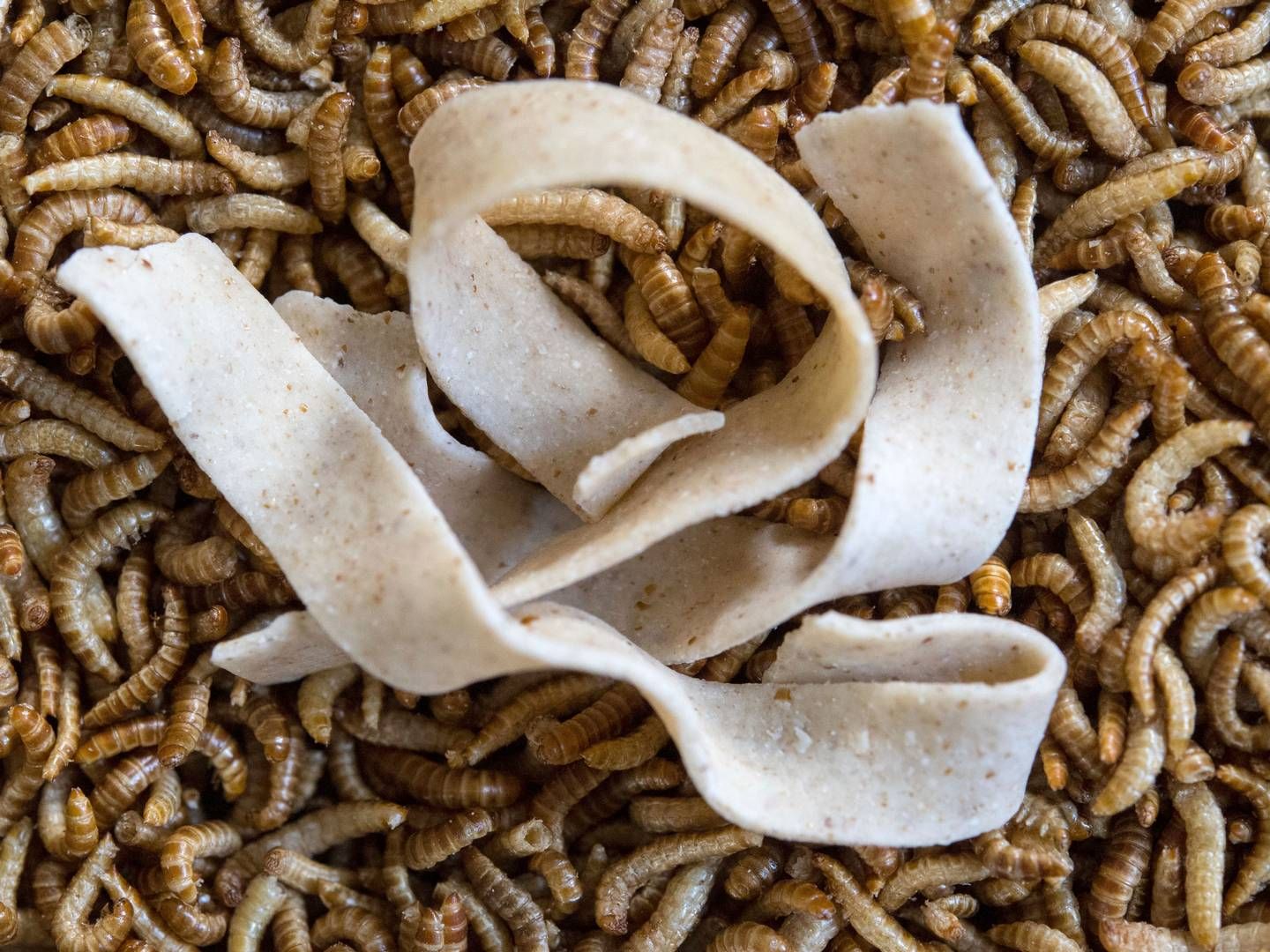 "Insekterne indeholder nogle af de næringsstoffer, som vi har brug for i kosten, og som vi ikke kan få fra plantefødevarer," udtaler professor Jan Værum Nørgaard fra Institut for Husdyr- og Veterinærvidenskab på Aarhus Universitet. | Foto: Marijan Murat/AP/Ritzau Scanpix