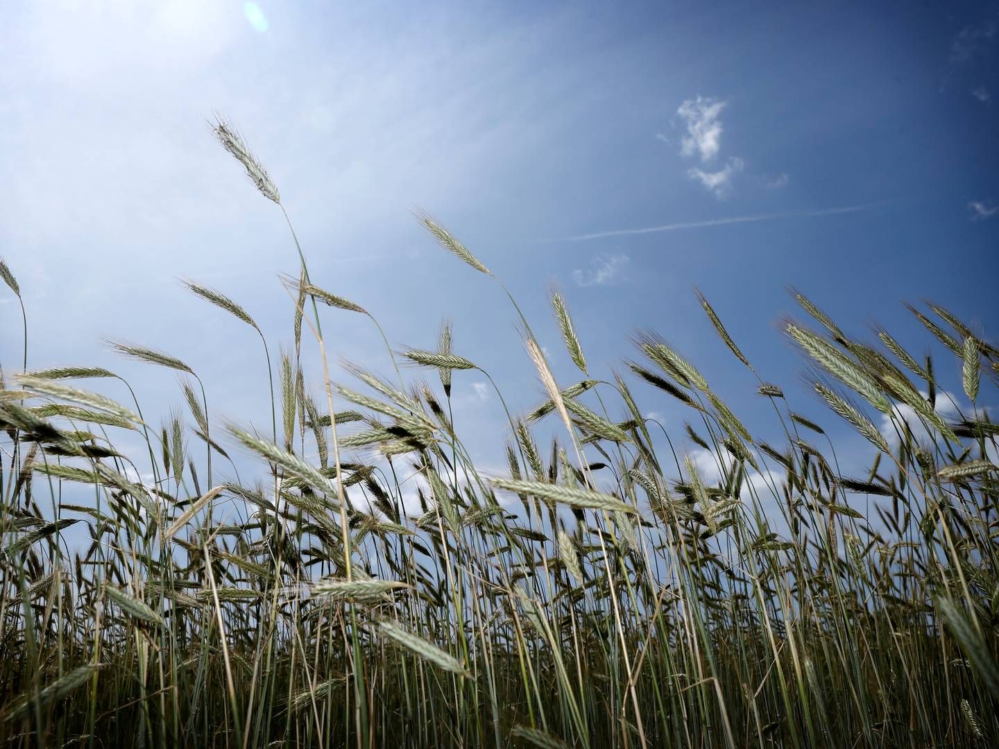 "Det er et skridt på rette vej, men det er jo ikke nok," siger forsker ved Syddansk Universitet Erik Kristensen om Bæredygtigt Landbrugs plan for udtagning af lavbundsjorde. | Foto: Jens Dresling