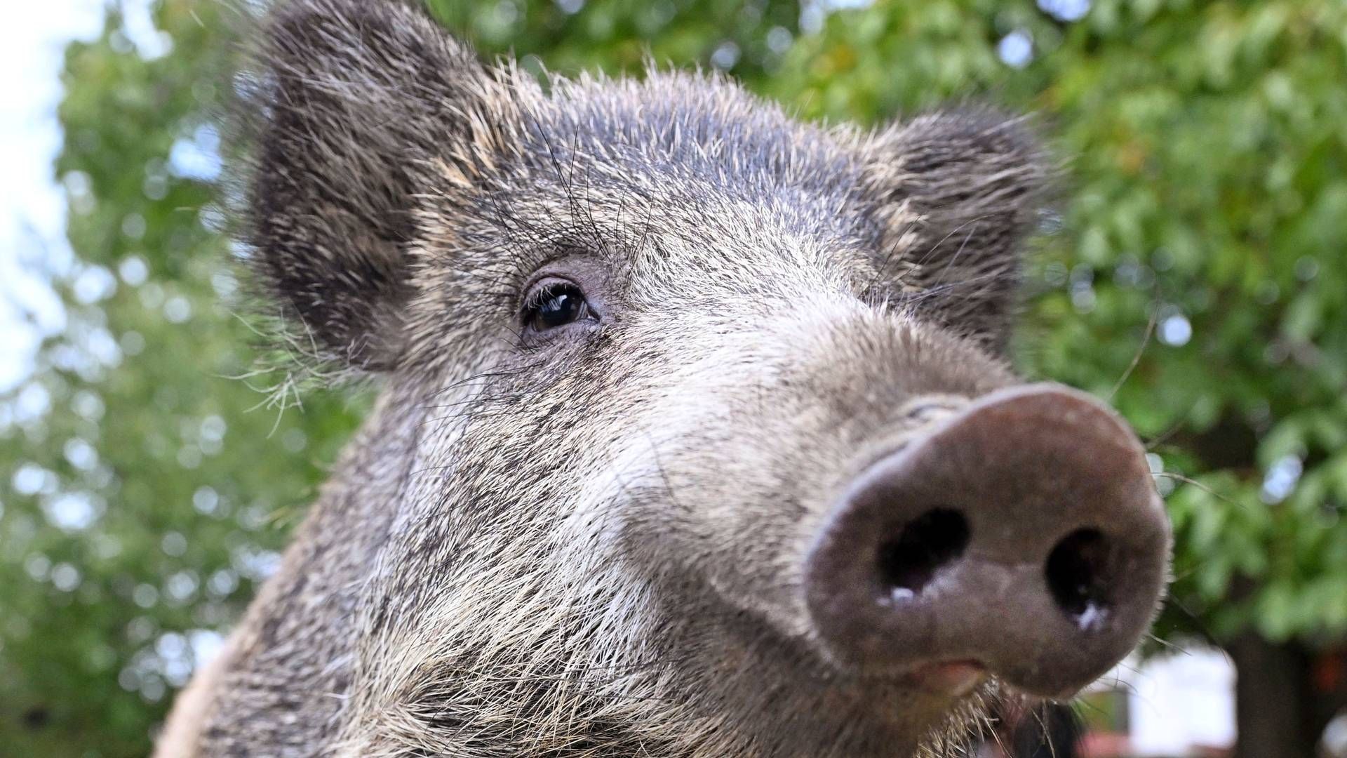 Et vildsvin i Emilia Romagna har fået konstateret afrikansk svinepest. | Foto: Uli Deck/AP/Ritzau Scanpix