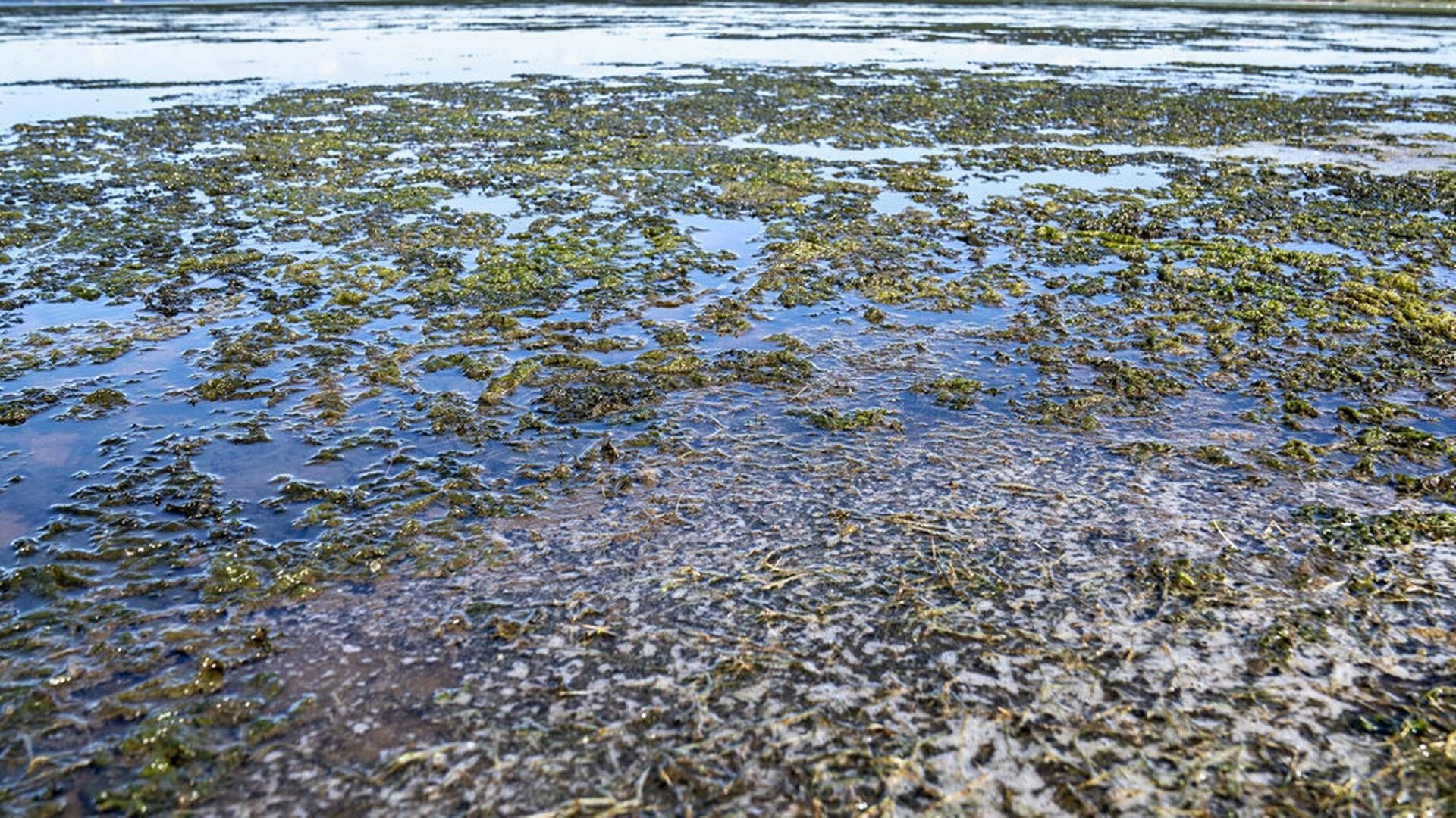 Iltsvind opstår, når kvælstof og fosfor ender i havet på grund af regn. Stofferne giver næring til alger, som på et tidspunkt dør og falder til bunds. | Foto: Henning Bagger/ritzau Scanpix