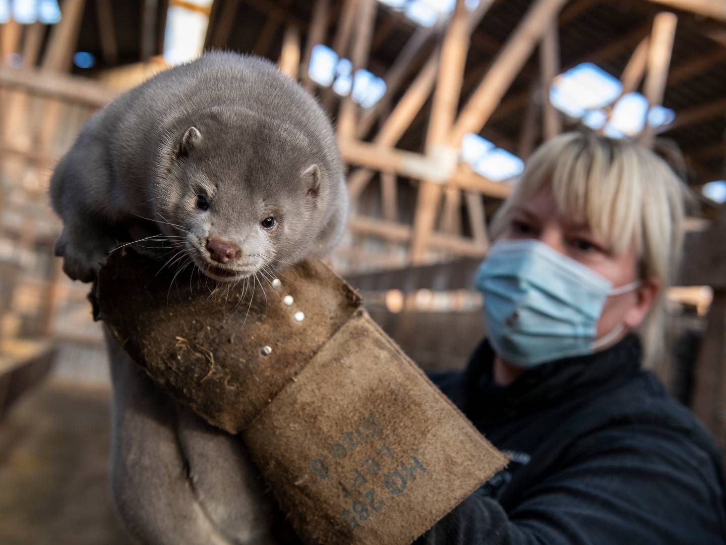 Efter afviklingen af minkerhvervet i 2020 gør Finansiel Stabilitet sig nu klar til at sælge ud af de virksomhedsrester, som staten skal overtage fra følgeerhvervet. | Foto: René Schütze