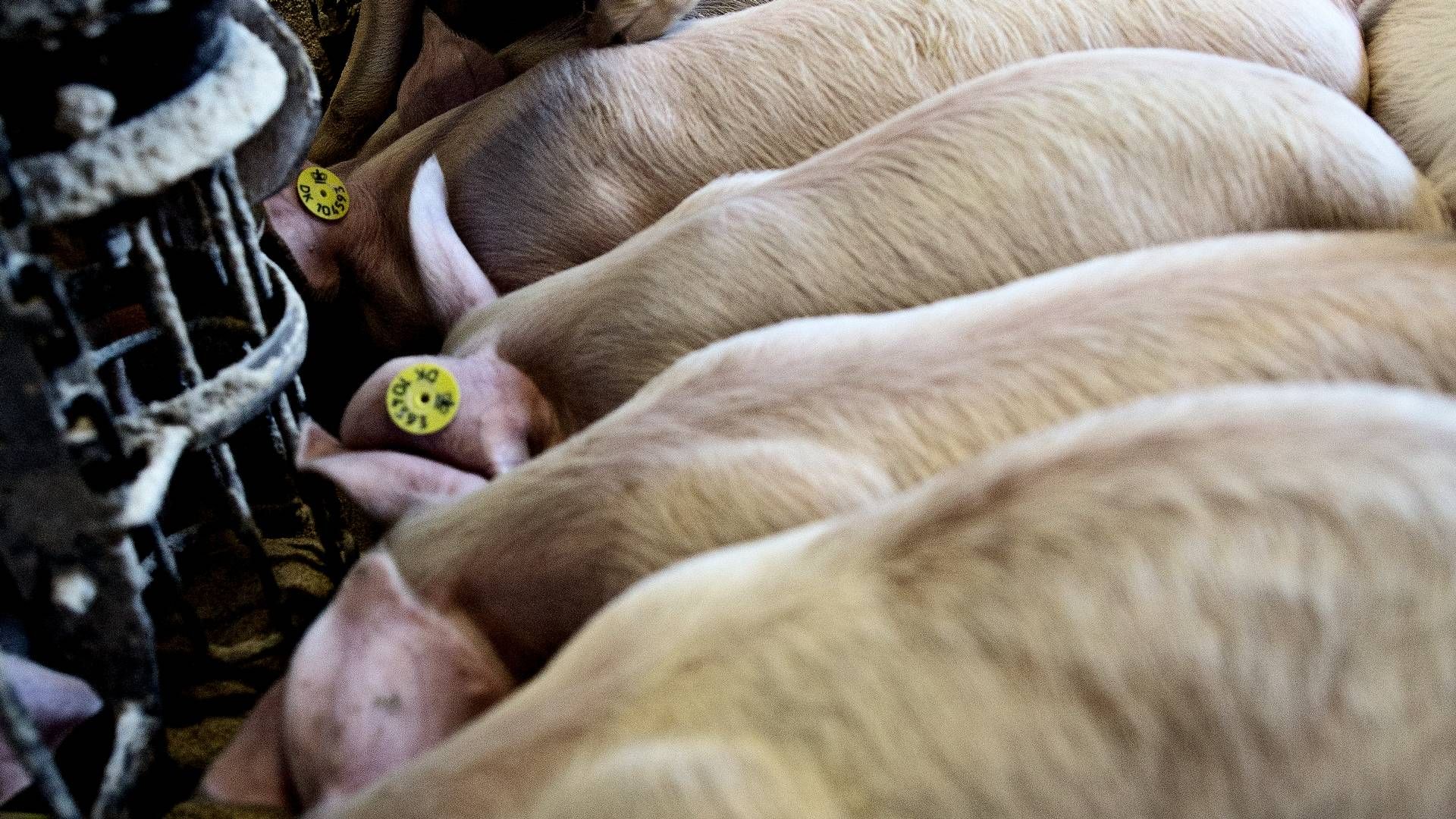 Smågriseproducenter kan se frem til en stigning i indtjeningen per gris i uge 48. | Foto: Joachim Adrian