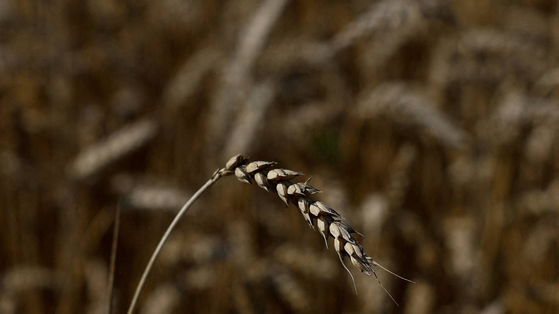Frøbanken indeholder bl.a. vigtige hvedesorter. | Foto: Valentyn Ogirenko