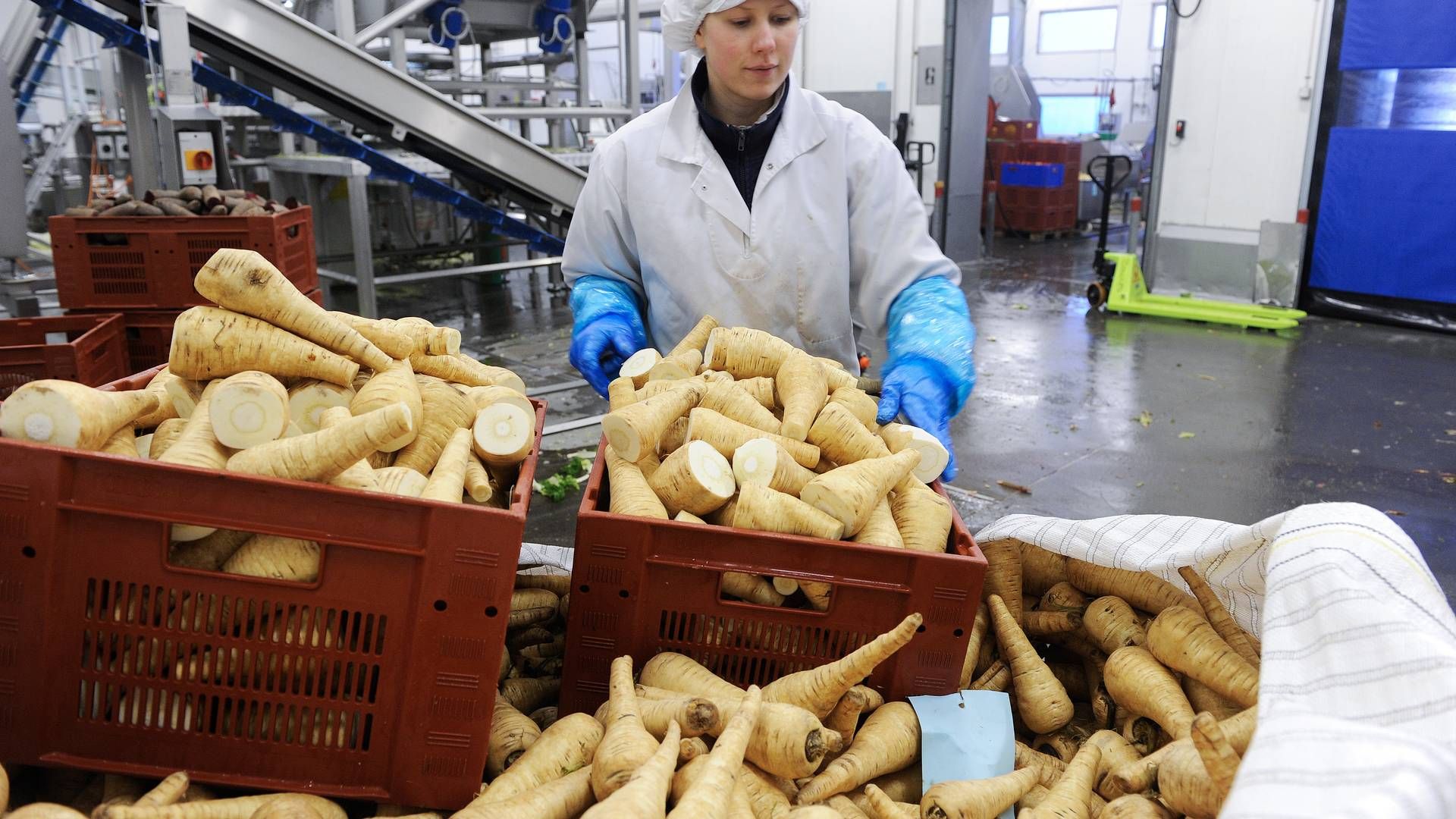 Rodfrugter og kartofler fra Lammefjorden er eftertragtede varer i supermarkeder og restauranter. | Foto: Mik Eskestad