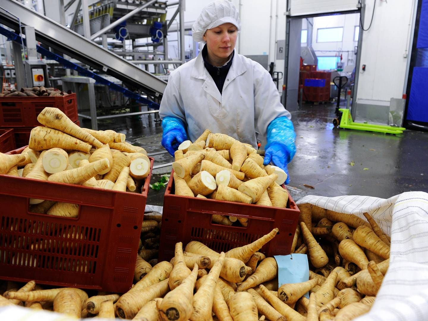 Rodfrugter og kartofler fra Lammefjorden er eftertragtede varer i supermarkeder og restauranter. | Foto: Mik Eskestad
