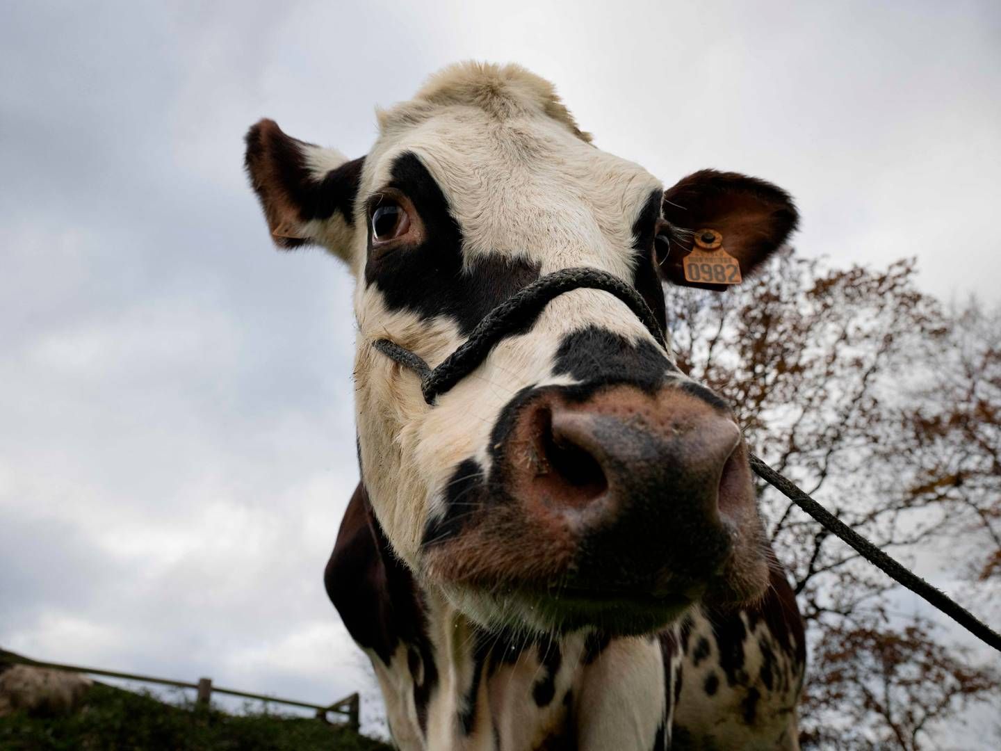 Også Polen og Italien aftagere flere britiske mælkeprodukter. | Foto: Lou Benoist/AFP/Ritzau Scanpix