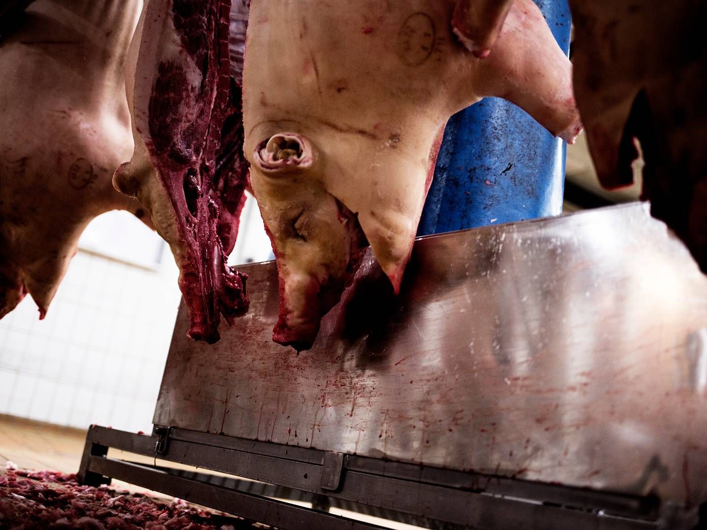 De kinesiske myndigheder opkøber svinekød for at holde hånden under markedet. | Foto: Janus Engel