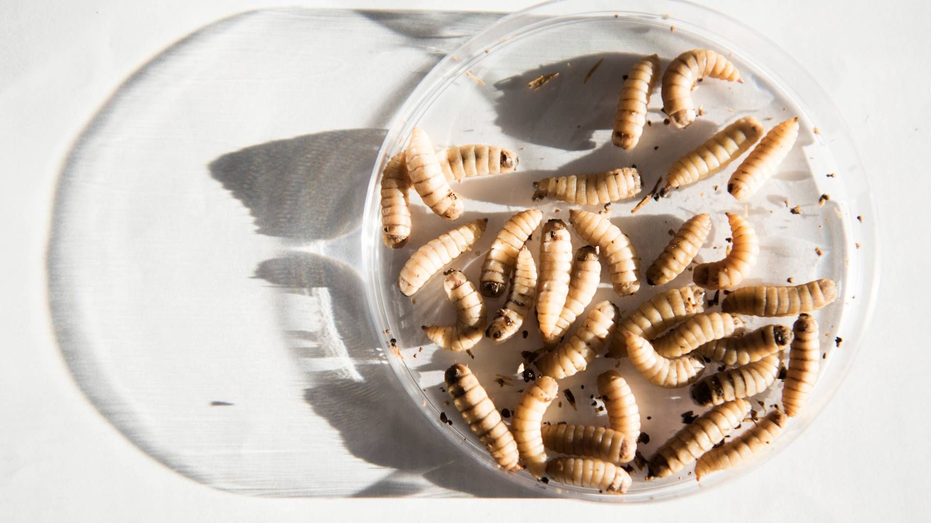 Insectum opdrætter insekter og forarbejder dem til protein, som selskabet afsætter til sine kunder. | Foto: Laura Bisgaard Krogh