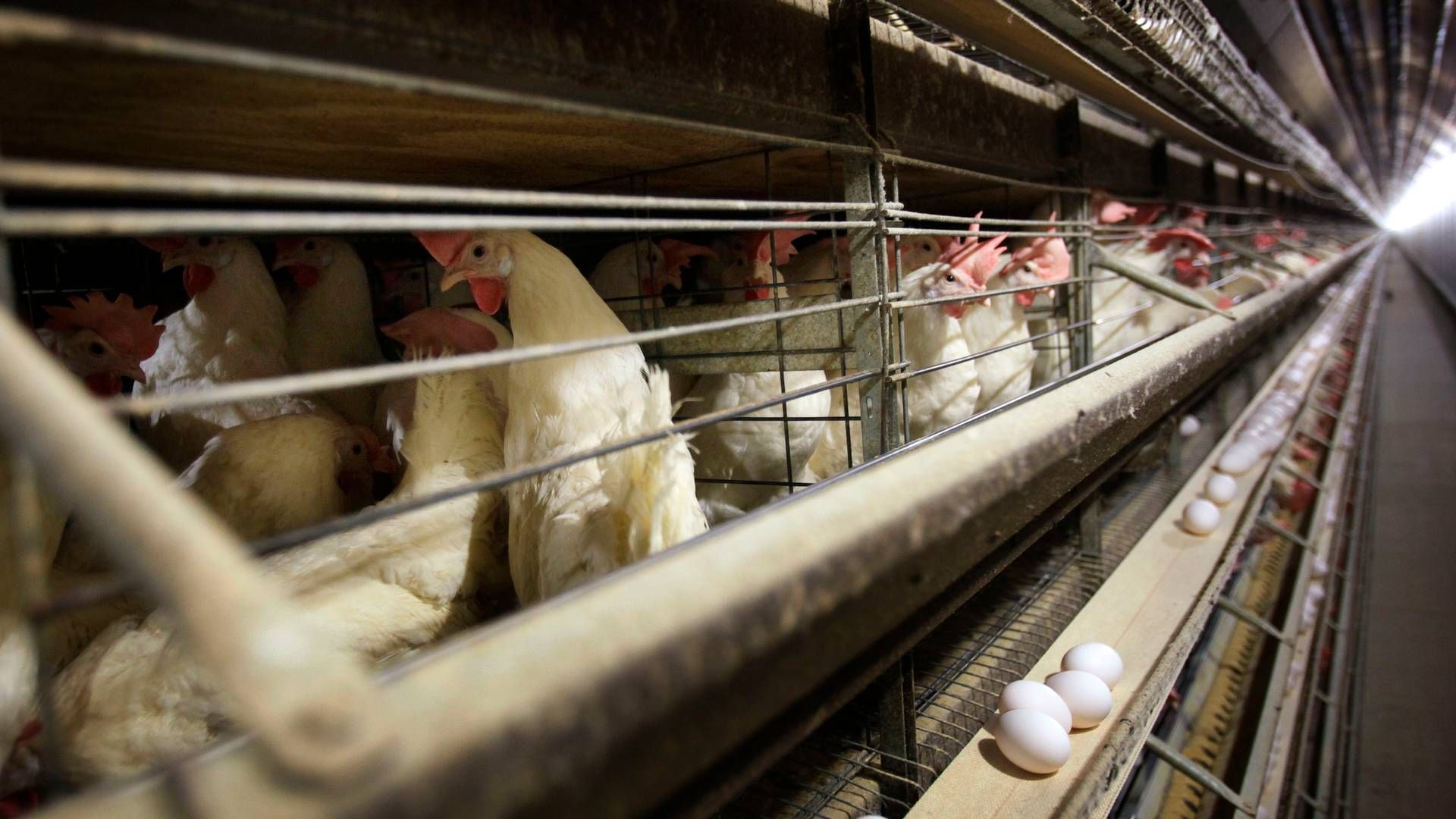 Det er ikke tydeligt defineret, hvad World Animal Protection betragter som fabriksproduktion. | Foto: Charlie Neibergall/AP/Ritzau Scanpix