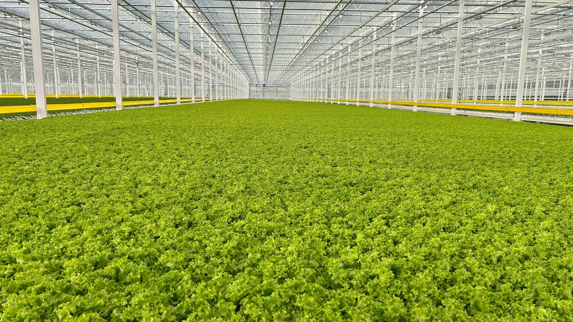 For ejer og adm. direktør Mads Pedersen handler satsningen med en fuldautomatisk fabrik til at producere 3000 ton salatblade årligt nemlig blot om første skridt. | Foto: Pr / Nordic Greens
