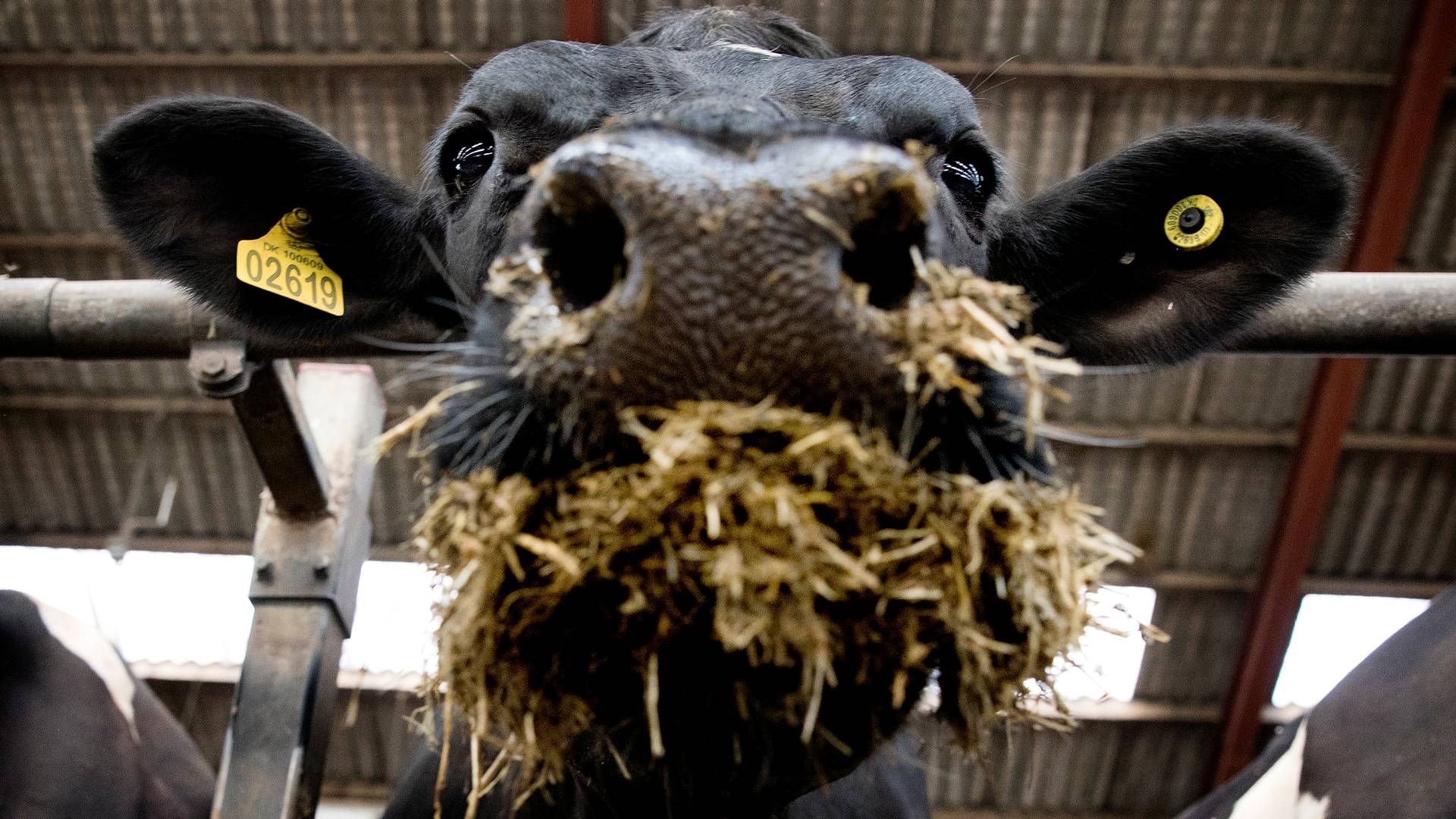 En gennemsnitlig mælkeproducent kan se frem til en merindtjening på 743,000 kr., næste år, hvis de opdaterede Seges-prognoser holder. | Foto: Finn Frandsen