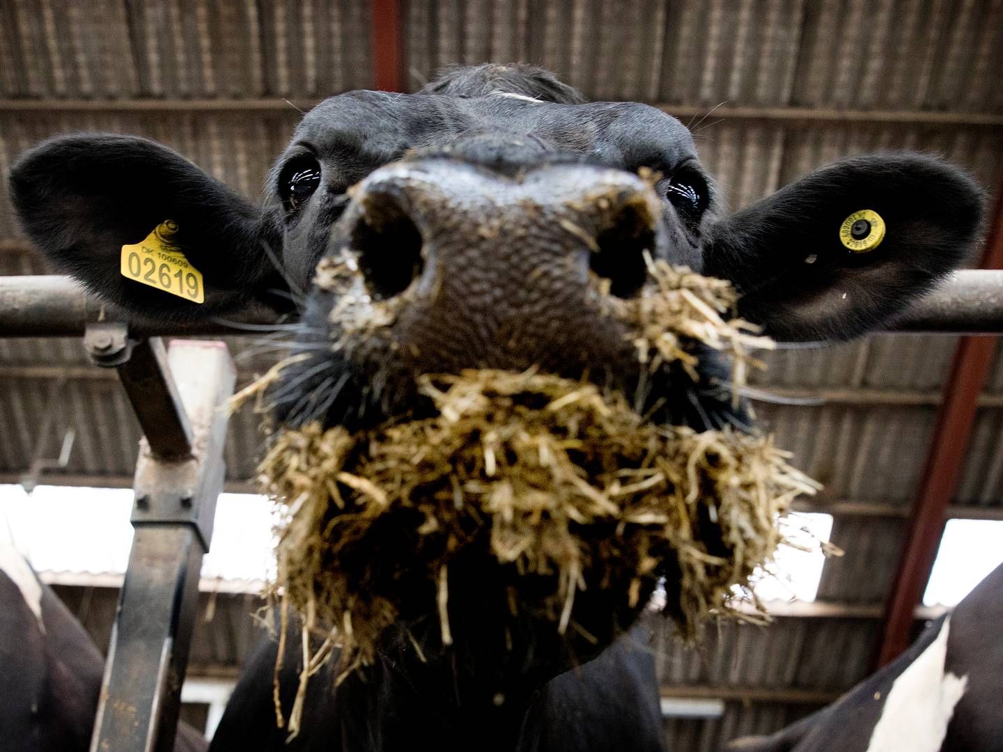 En gennemsnitlig mælkeproducent kan se frem til en merindtjening på 743,000 kr., næste år, hvis de opdaterede Seges-prognoser holder. | Foto: Finn Frandsen