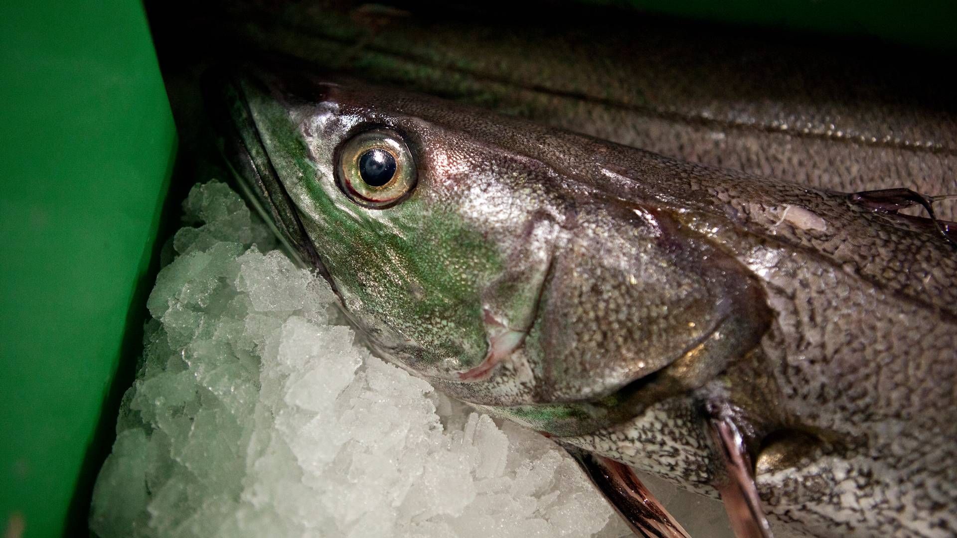 Salget af fisk er fortsat i højt tempo hos Hanstholm Fiskeauktion efter rekordåret 2022, men priserne er faldet i år, lyder meldingen. | Foto: Gorm Olesen/Jyllands-Posten/Ritzau Scanpix