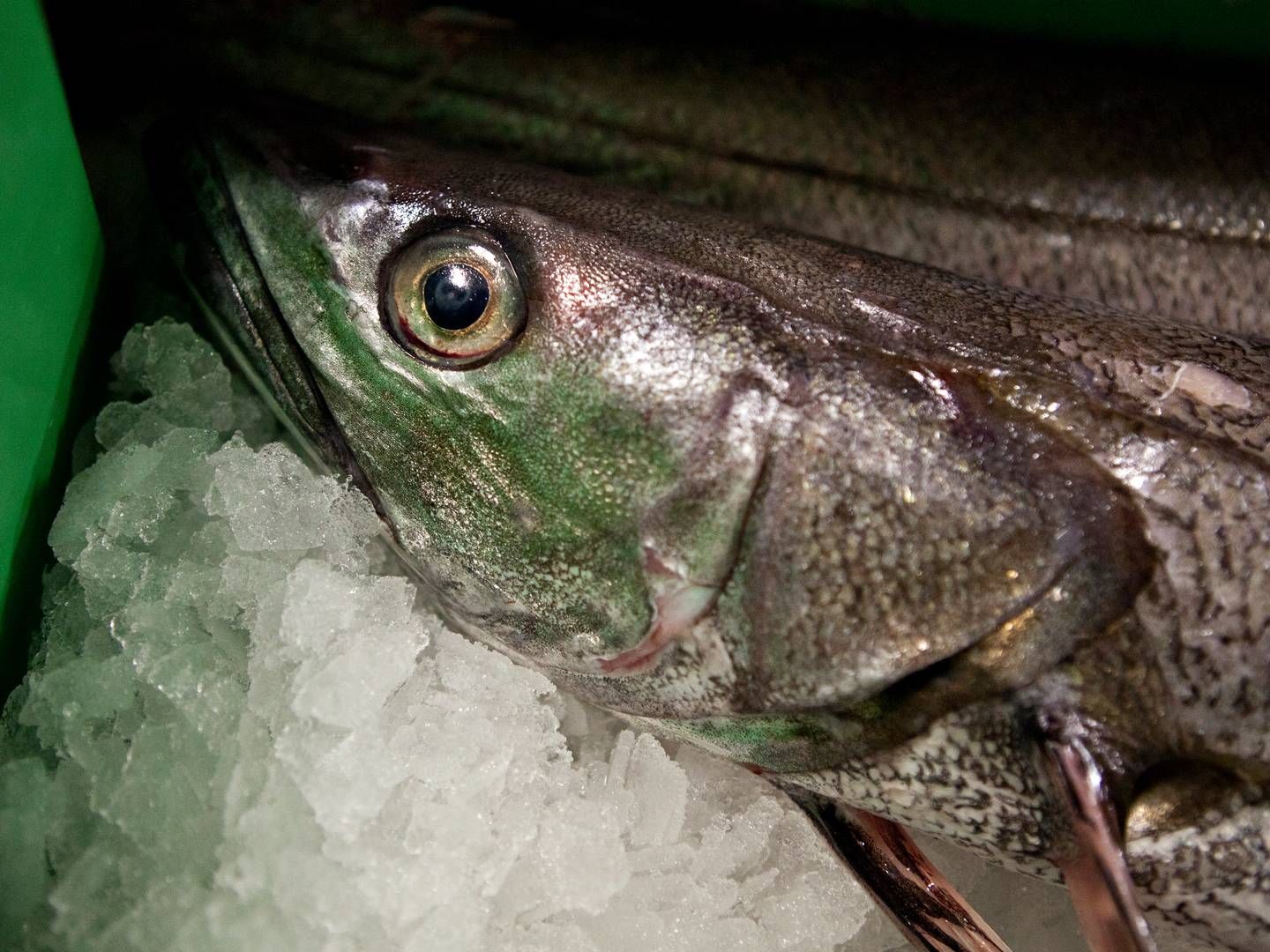 Salget af fisk er fortsat i højt tempo hos Hanstholm Fiskeauktion efter rekordåret 2022, men priserne er faldet i år, lyder meldingen. | Foto: Gorm Olesen/Jyllands-Posten/Ritzau Scanpix