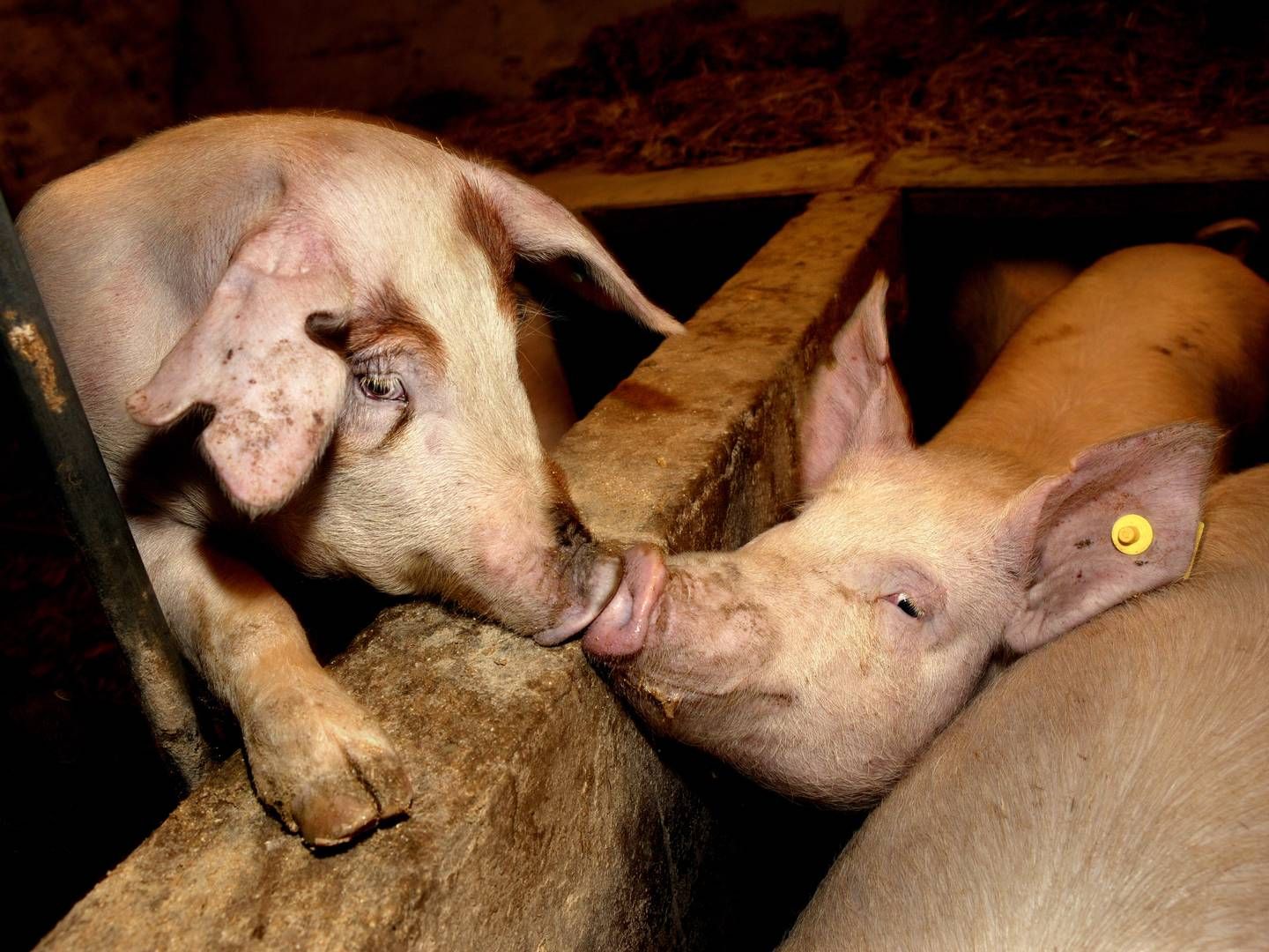 Overvågning af søer for at mindske dødelighed hos både søer og smågrise skal nu udvikles. | Foto: Jacob Ehrbahn