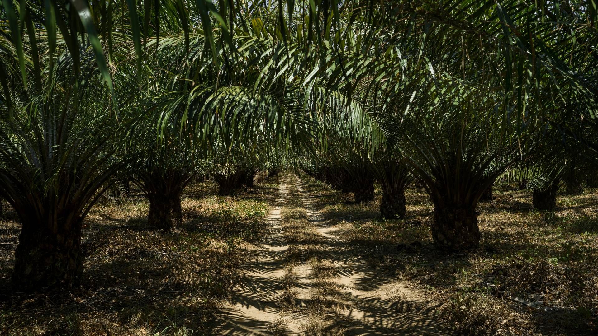 Plantagedyrkning af palmeolie. | Foto: Mads Nissen