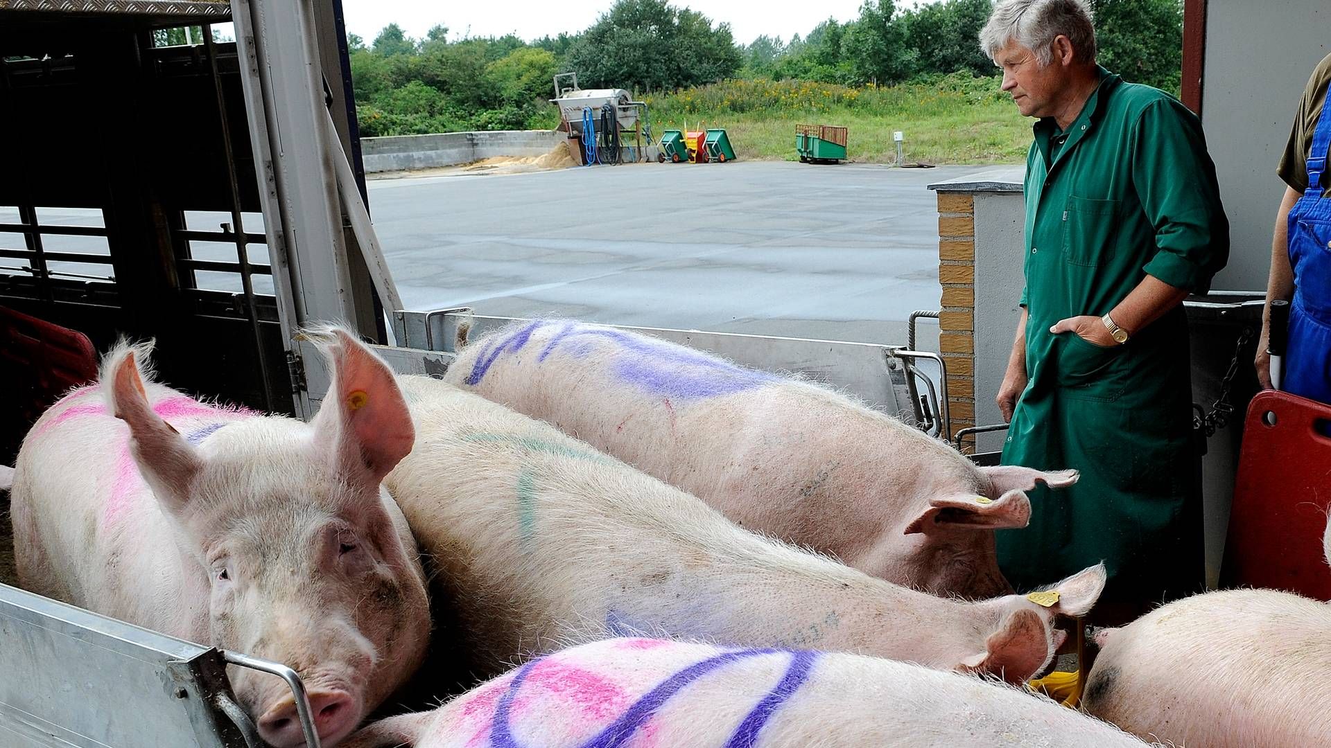 Dyretransporter har i mange år været et varmt emne på EU-plan. Her arkivfoto fra en samlestald ved den dansk-tyske grænse. | Foto: Carsten Andreasen